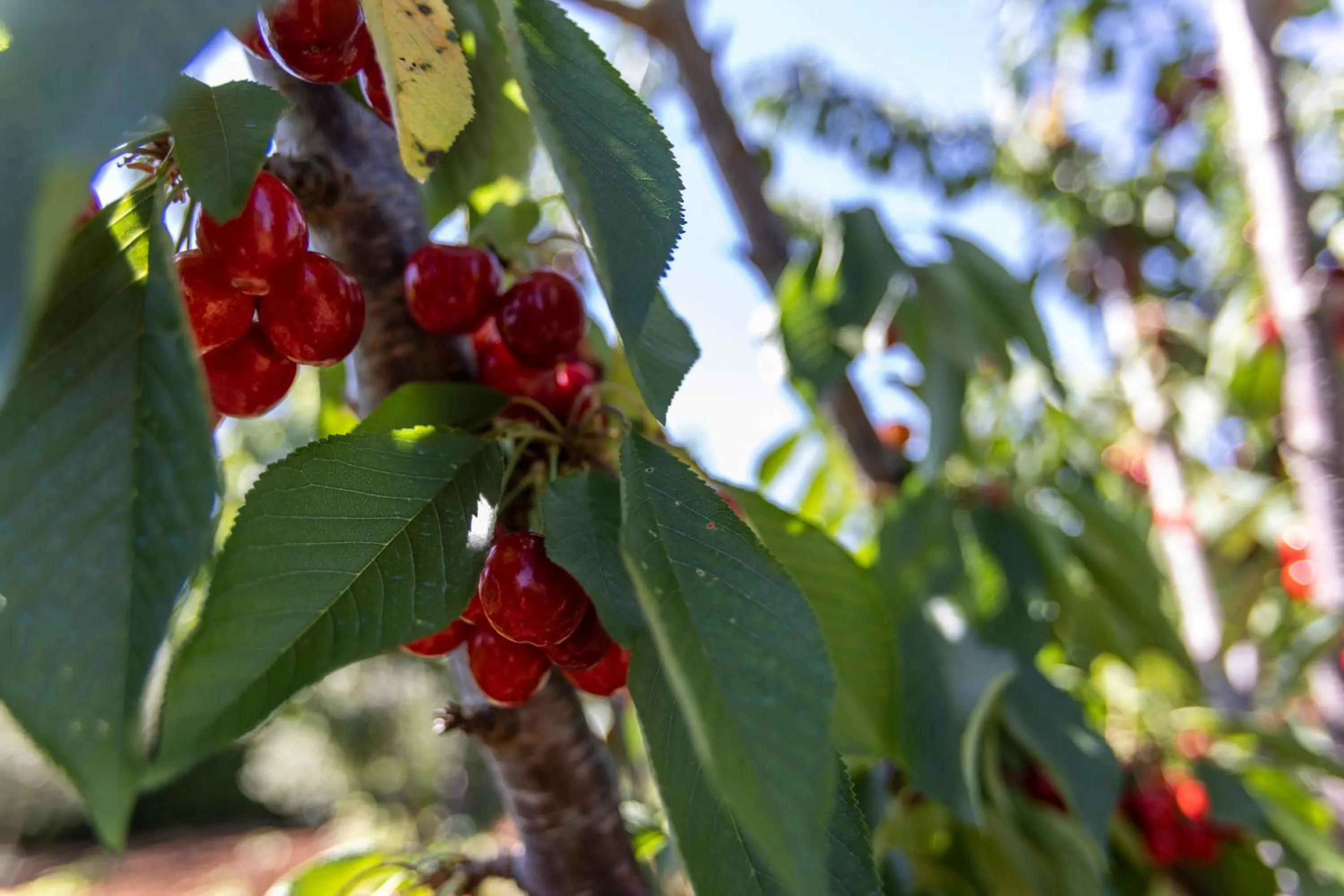 Villa Mamma Grazia Rooms