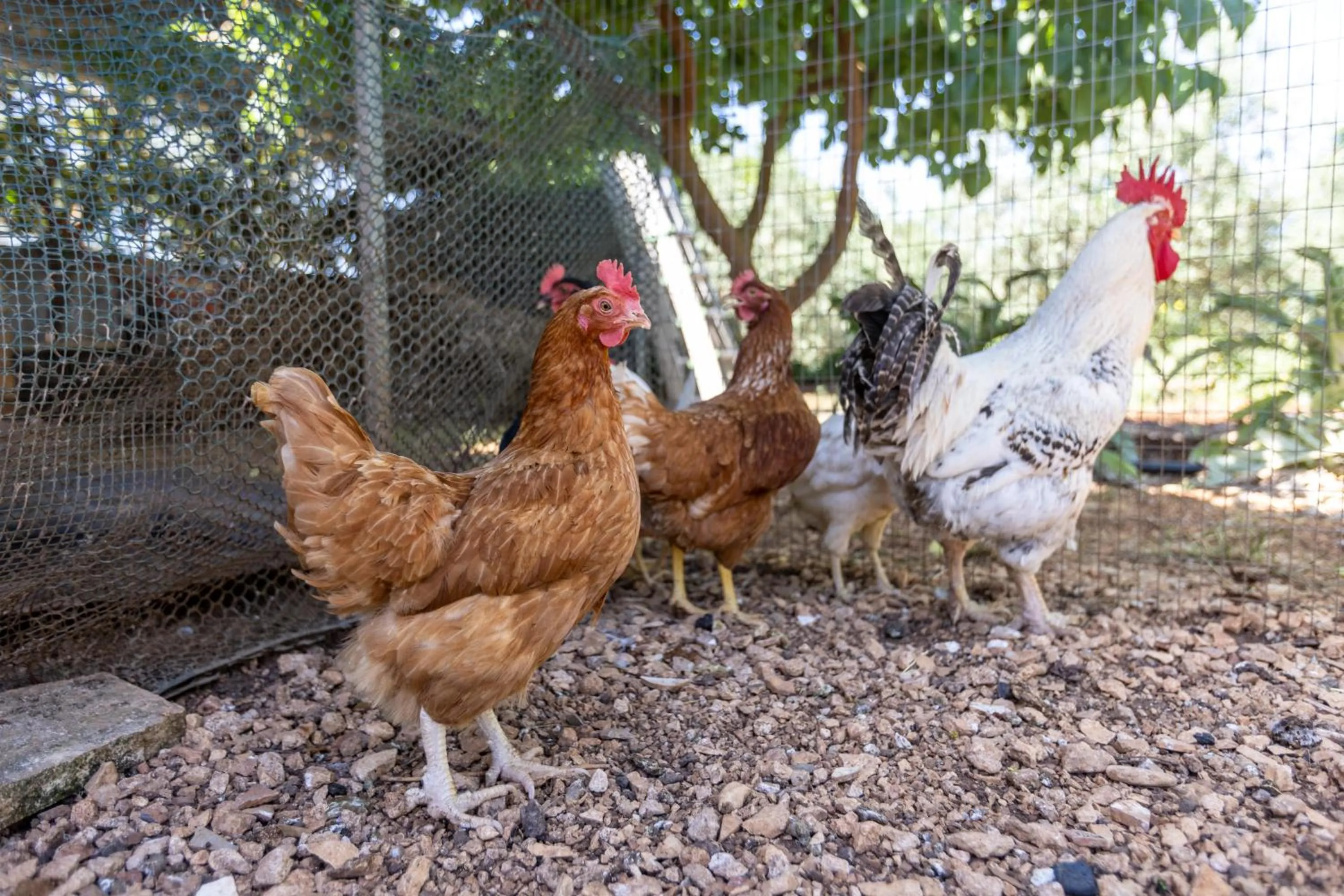 Villa Mamma Grazia Rooms