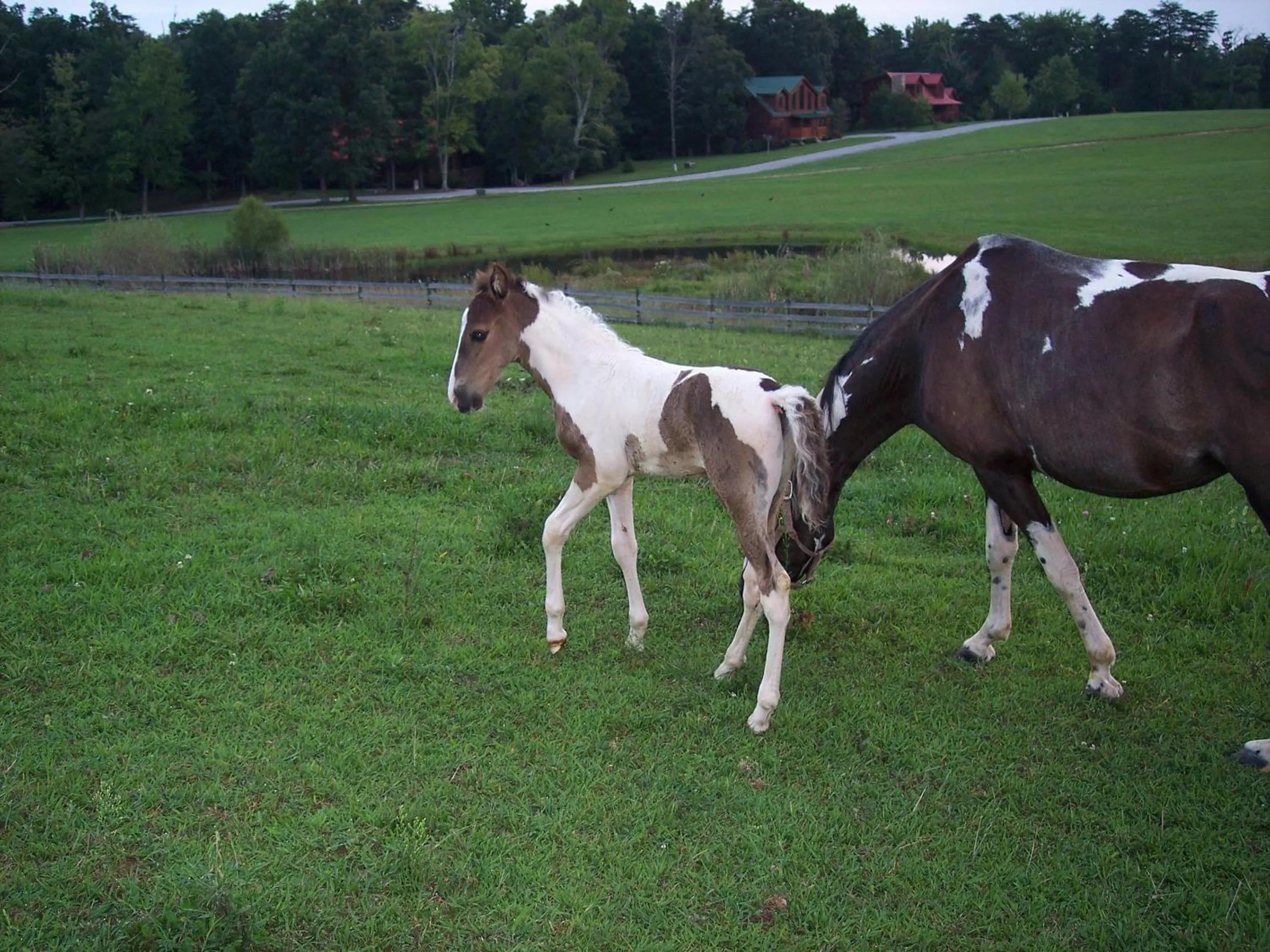 Animals in Grandview Experience Lodge