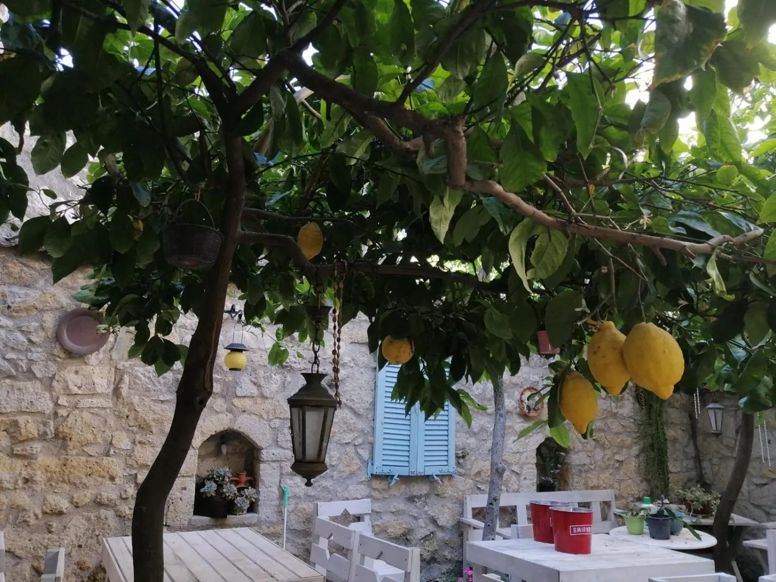 Drinks in kaktüshan otel