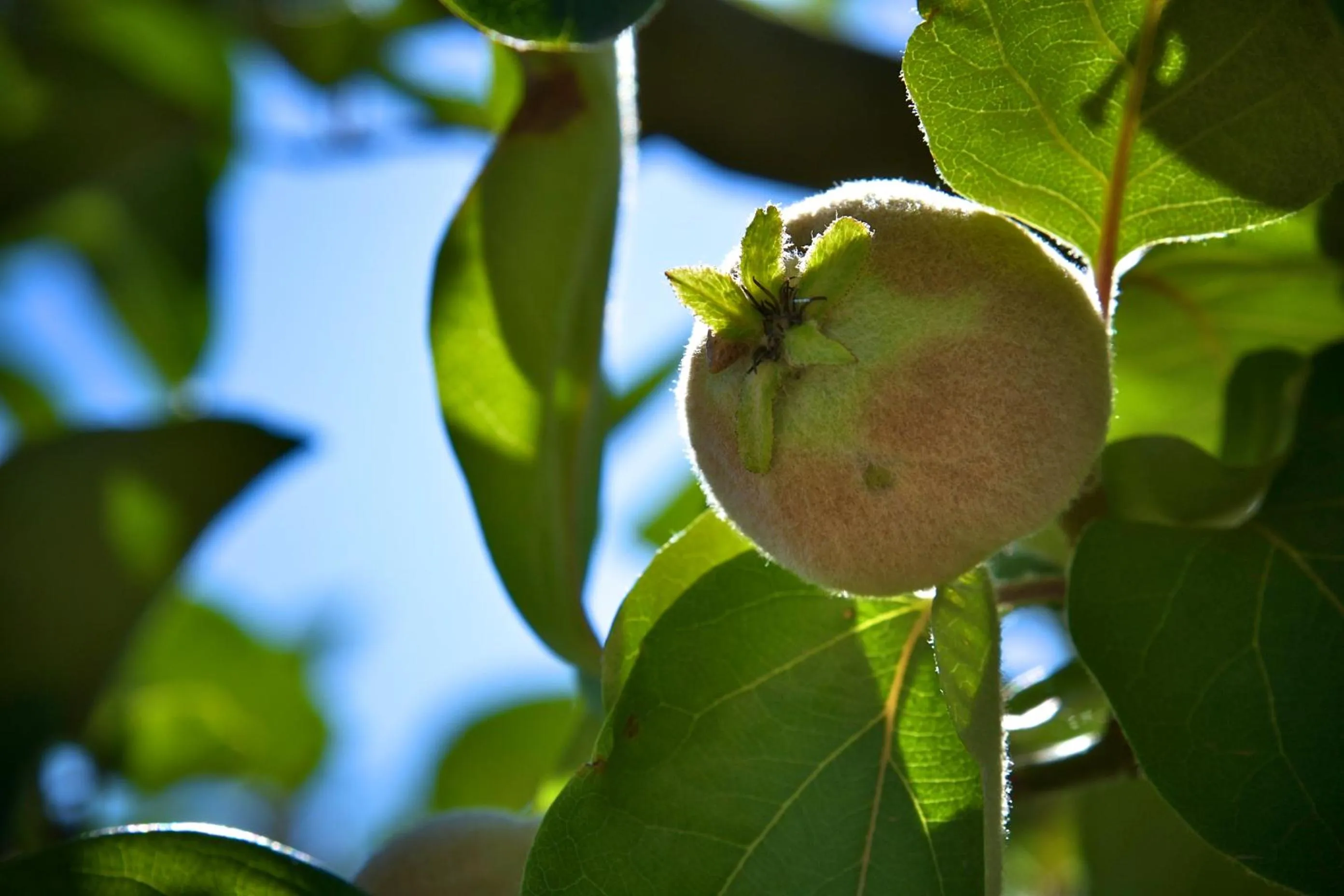 Natural landscape in B&B CASA CALETA