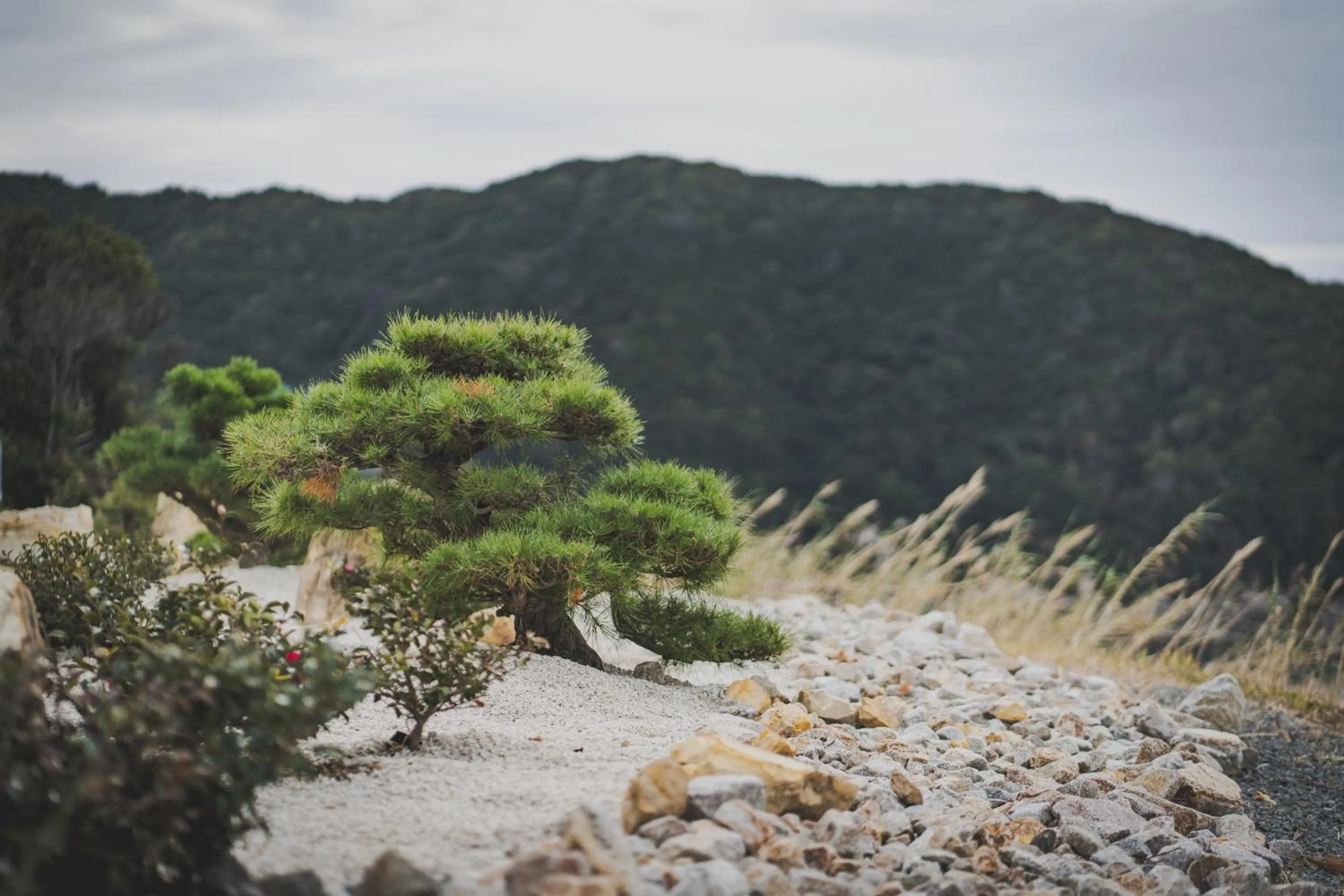 Garden in XYZ speciale