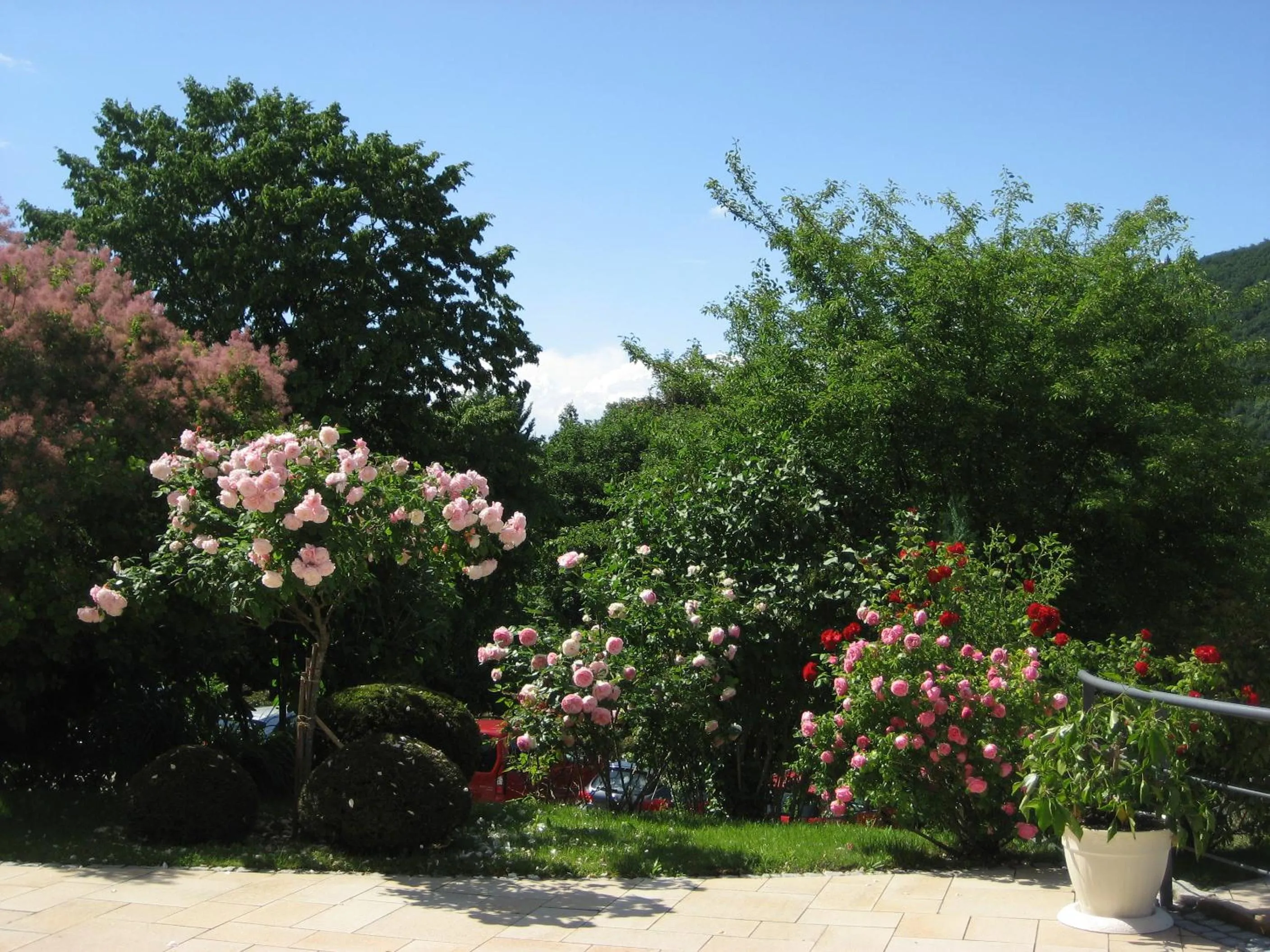 Garden in Hotel Anna