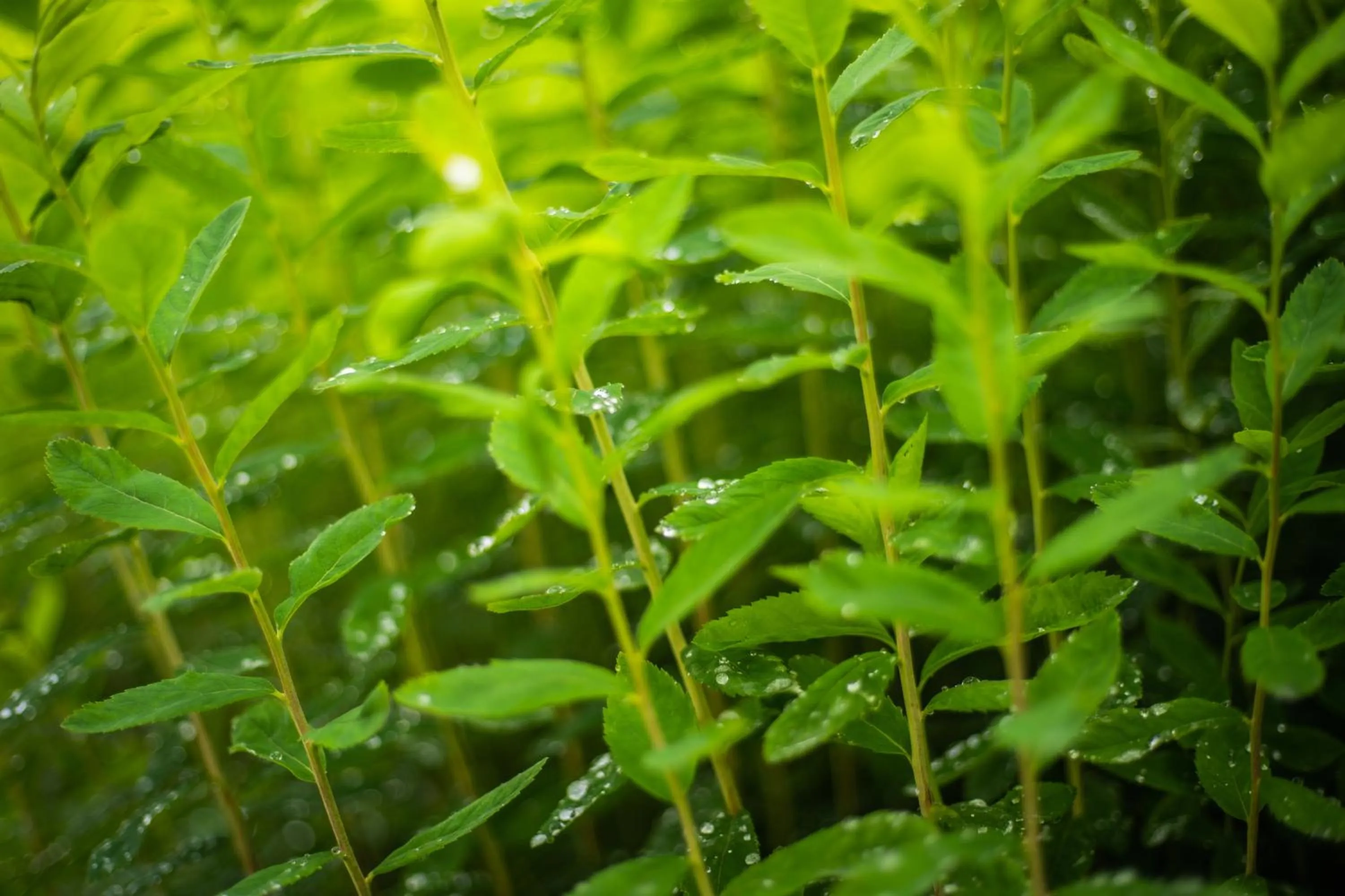 Natural landscape in Gasthof Alte Schmiede G*** Lückendorf