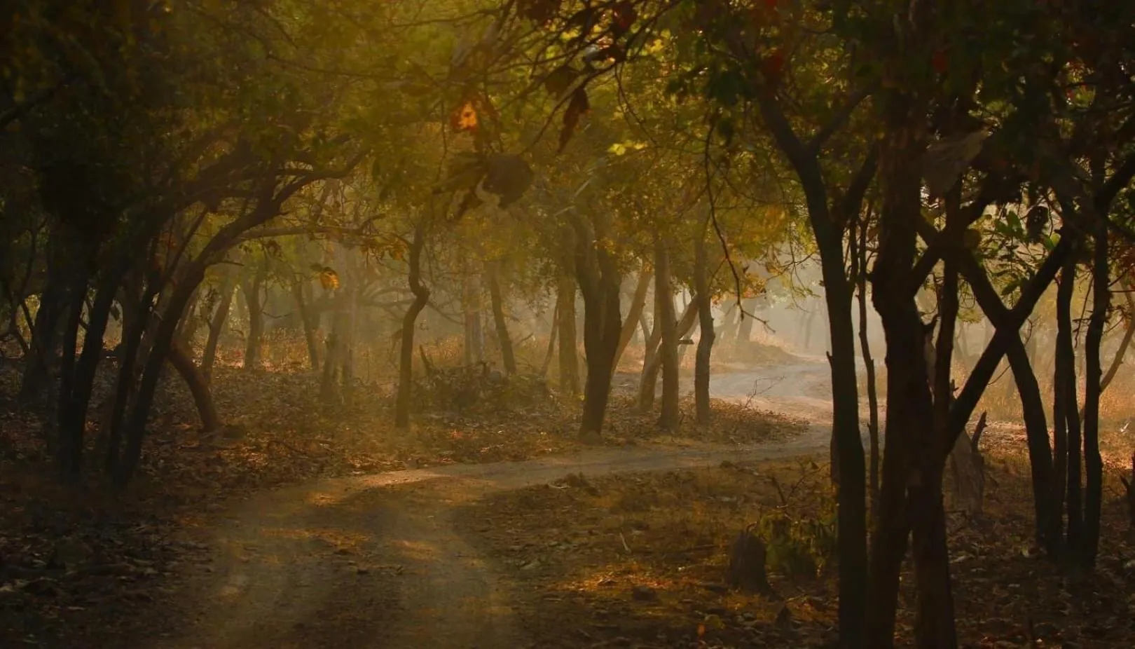 Activities in The Postcard Gir Wildlife Sanctuary