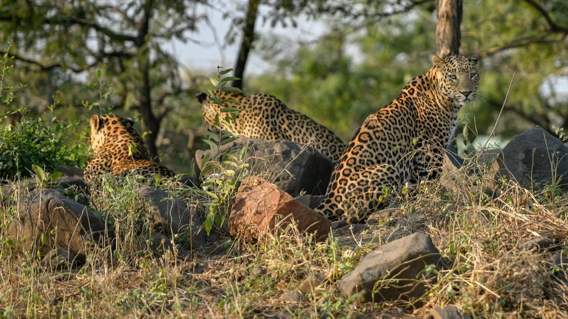 Activities in The Postcard Gir Wildlife Sanctuary