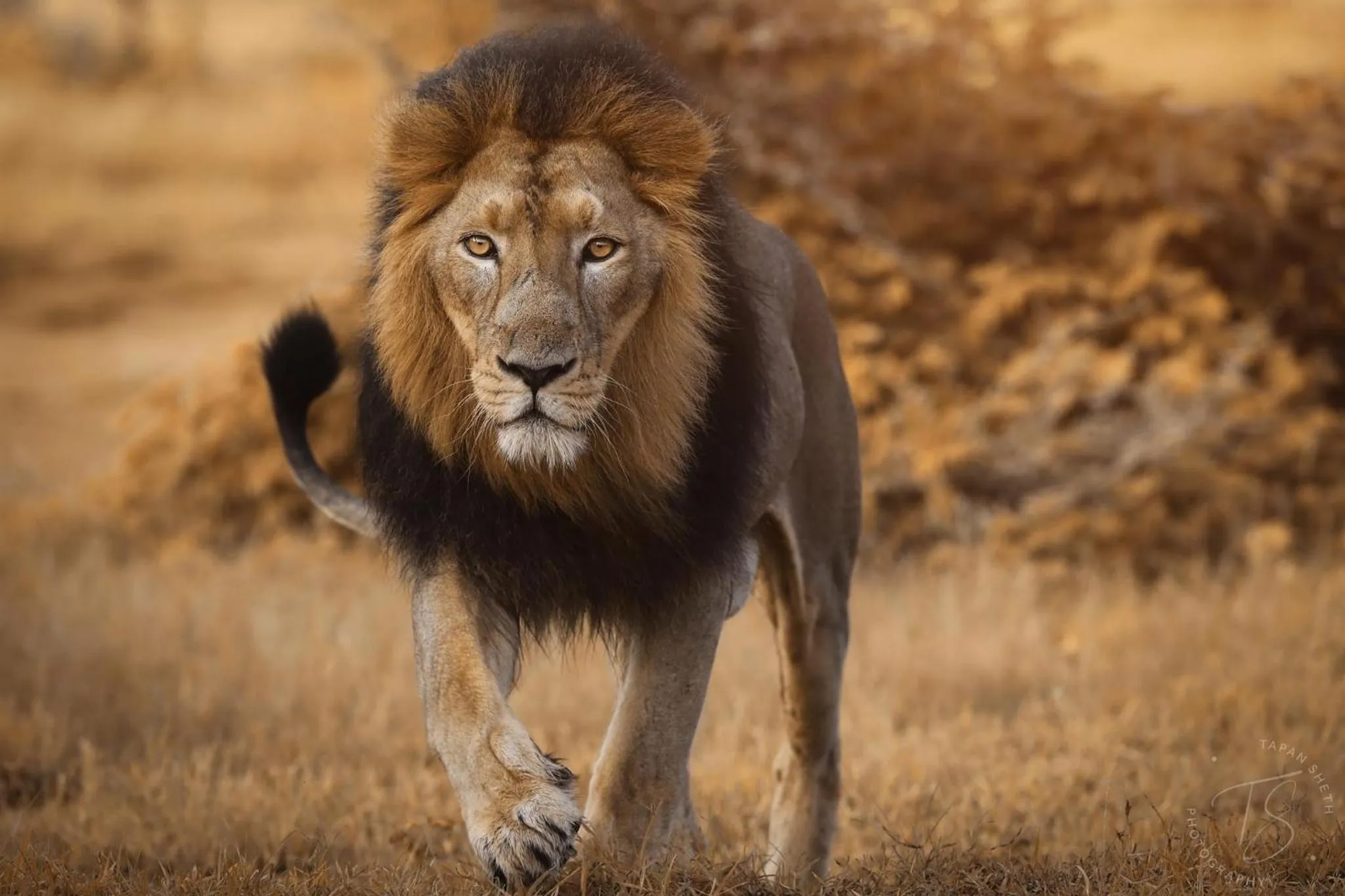 Activities in The Postcard Gir Wildlife Sanctuary