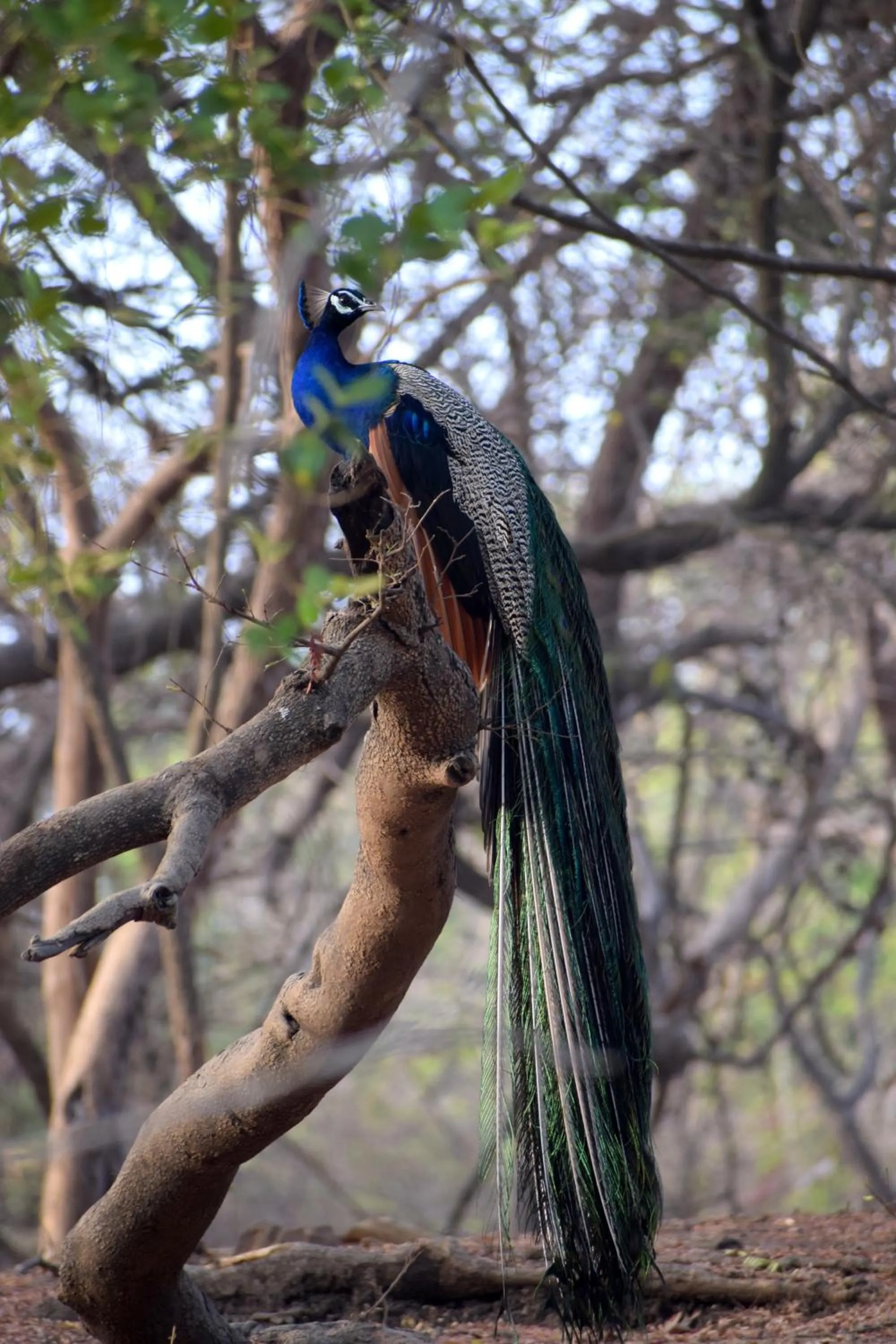 Activities in The Postcard Gir Wildlife Sanctuary