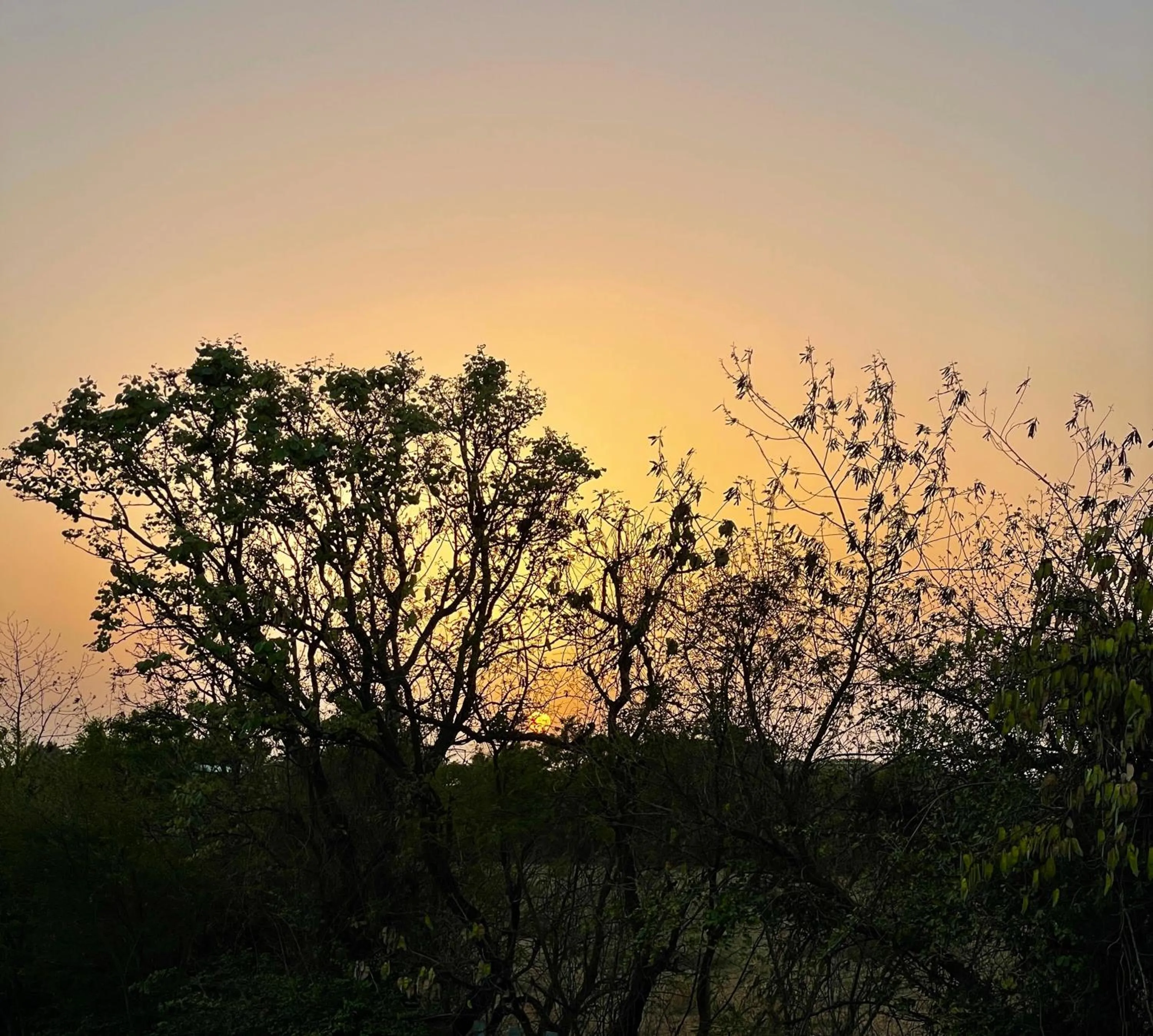 Natural landscape in The Postcard Gir Wildlife Sanctuary