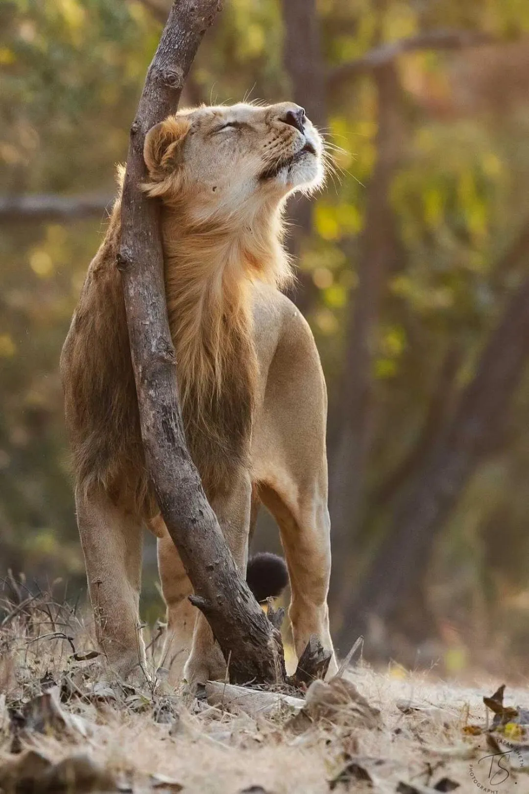 Activities in The Postcard Gir Wildlife Sanctuary