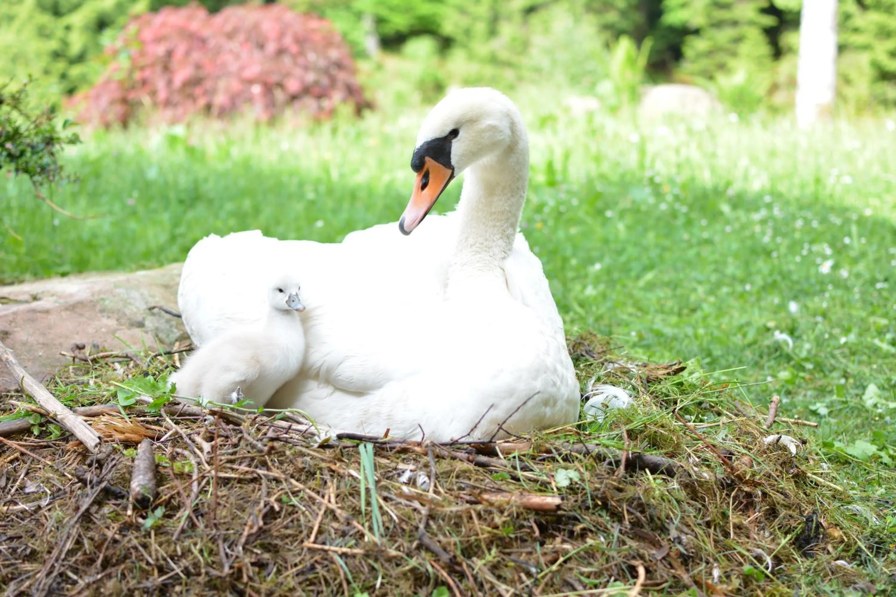 Natural landscape in Hotel Langenwaldsee
