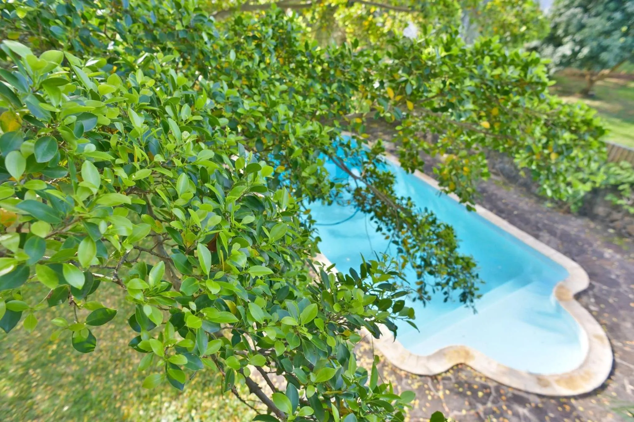 Day in Tree Lodge Mauritius