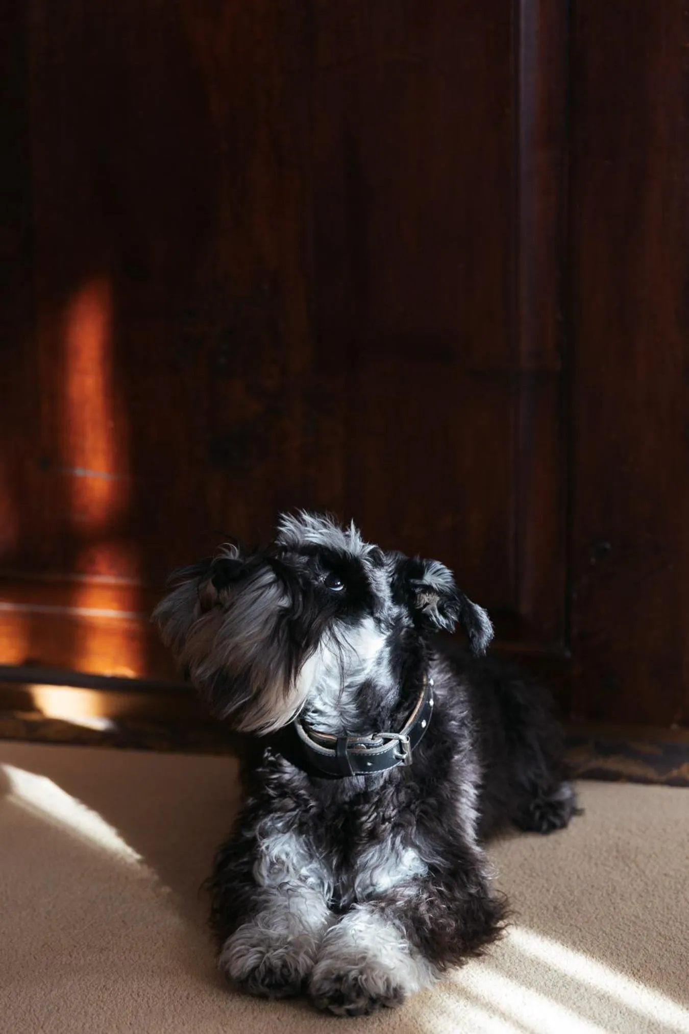 Pets in Hotel Lindauer Hof