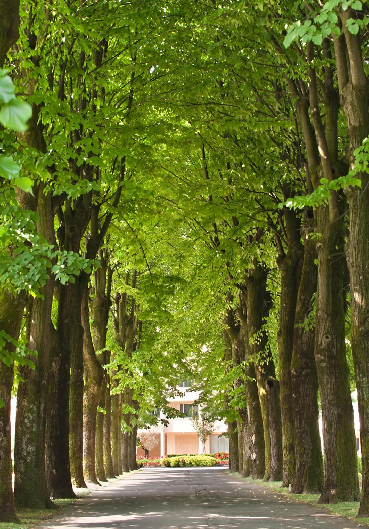 Garden in Hotel Terme Neroniane