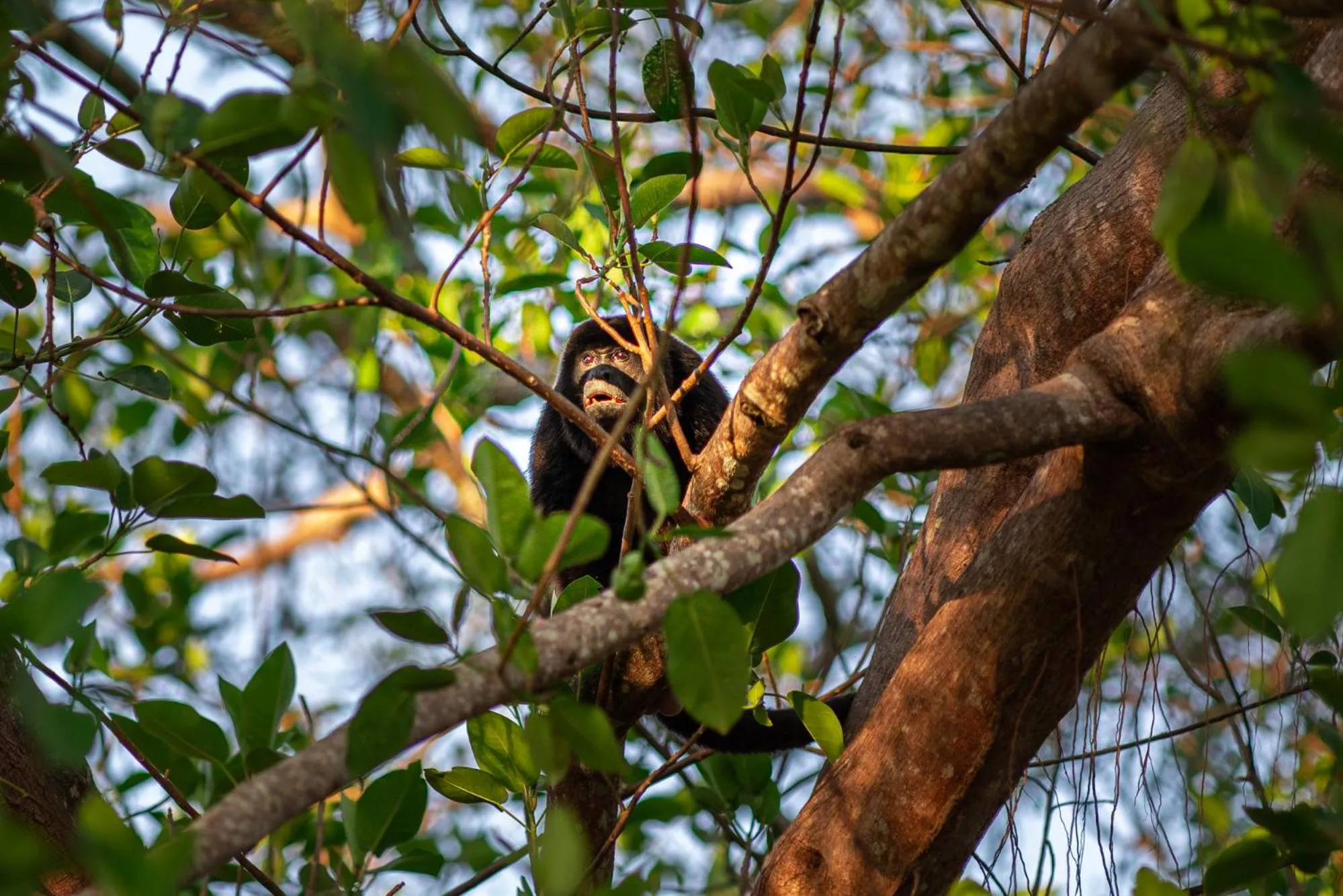 Animals in Seagull Cove Resort
