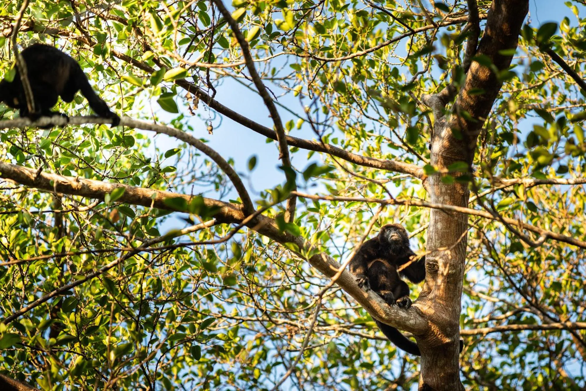 Animals in Seagull Cove Resort