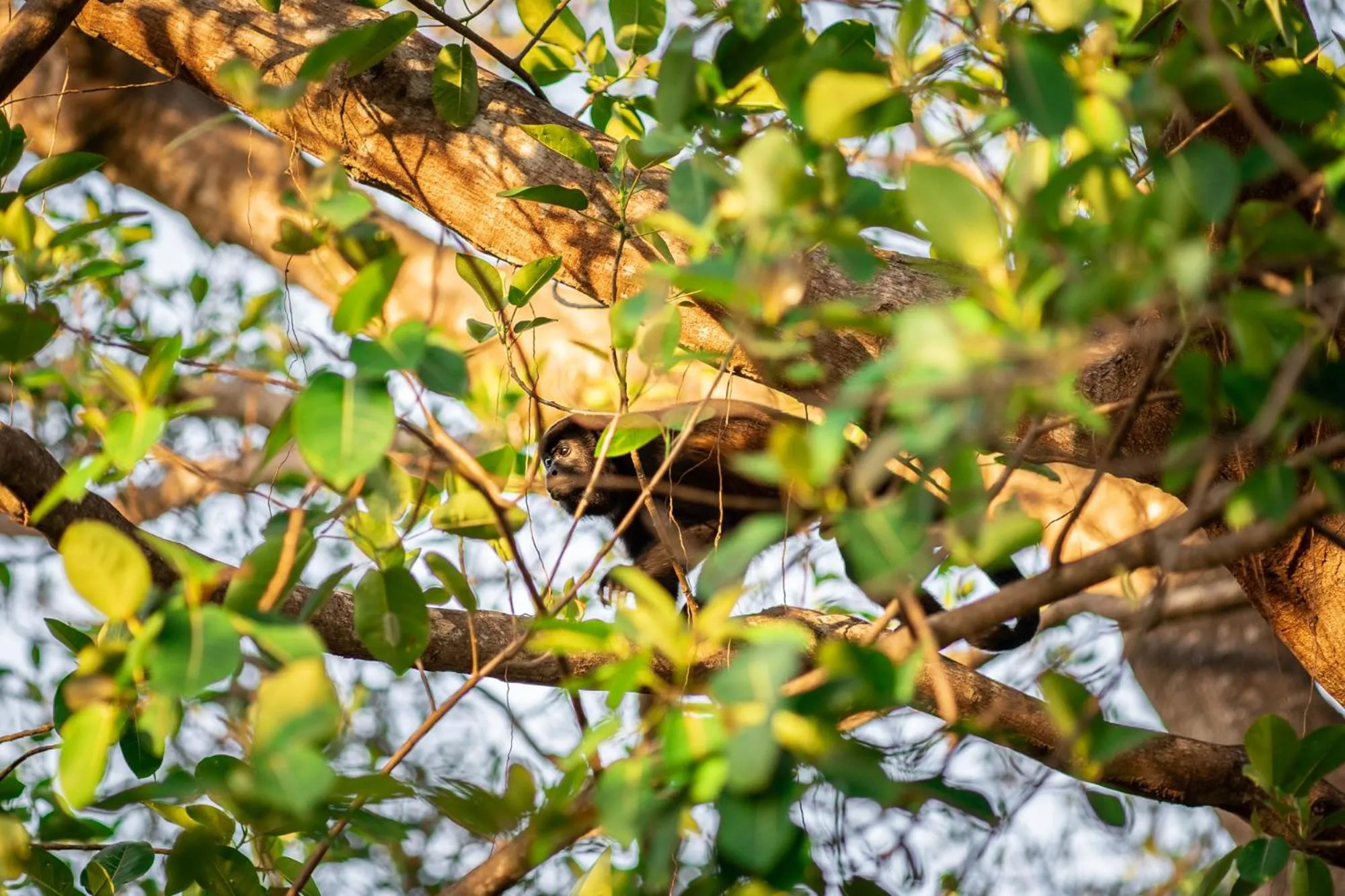 Animals in Seagull Cove Resort