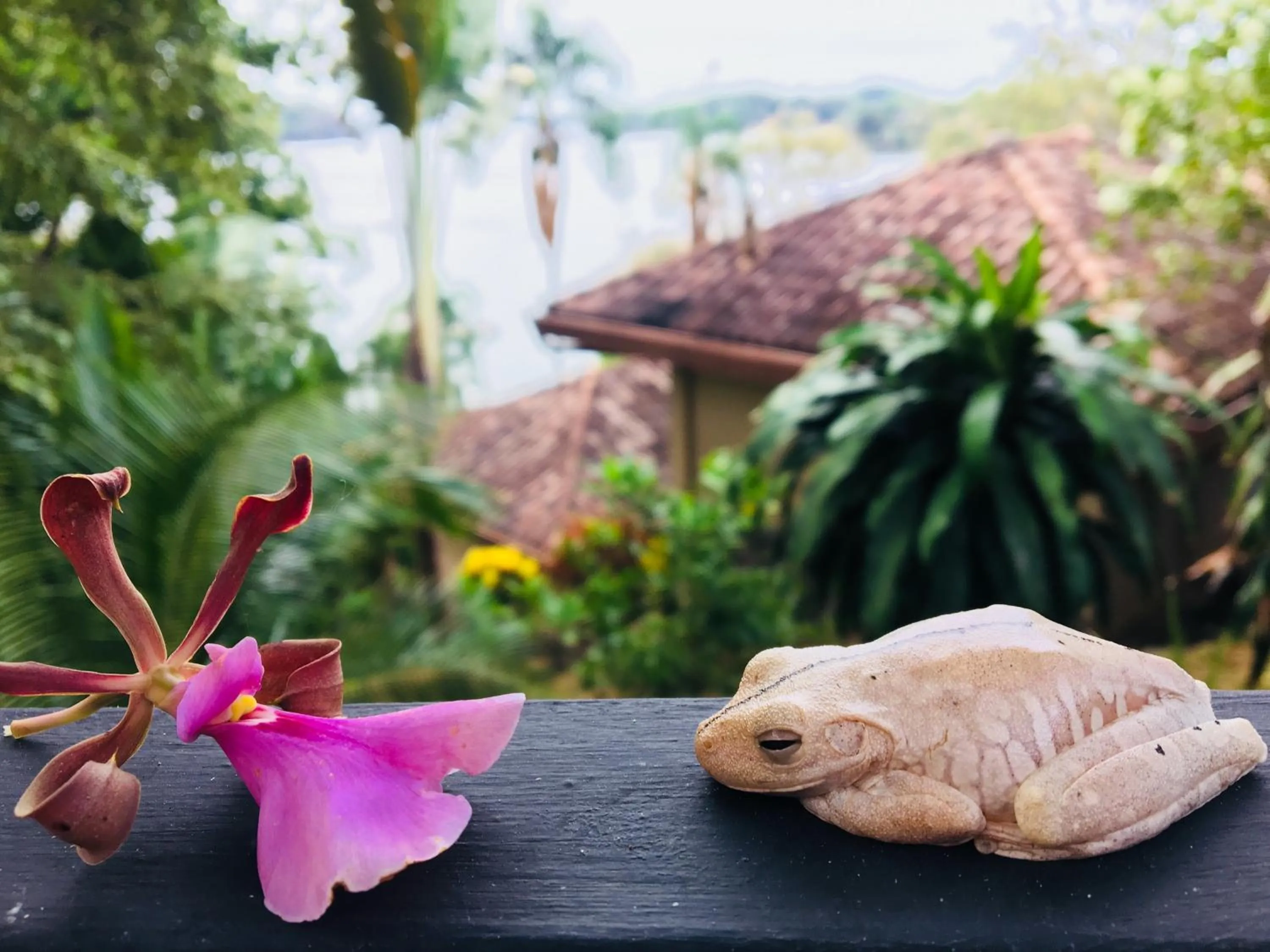 Garden in Seagull Cove Resort