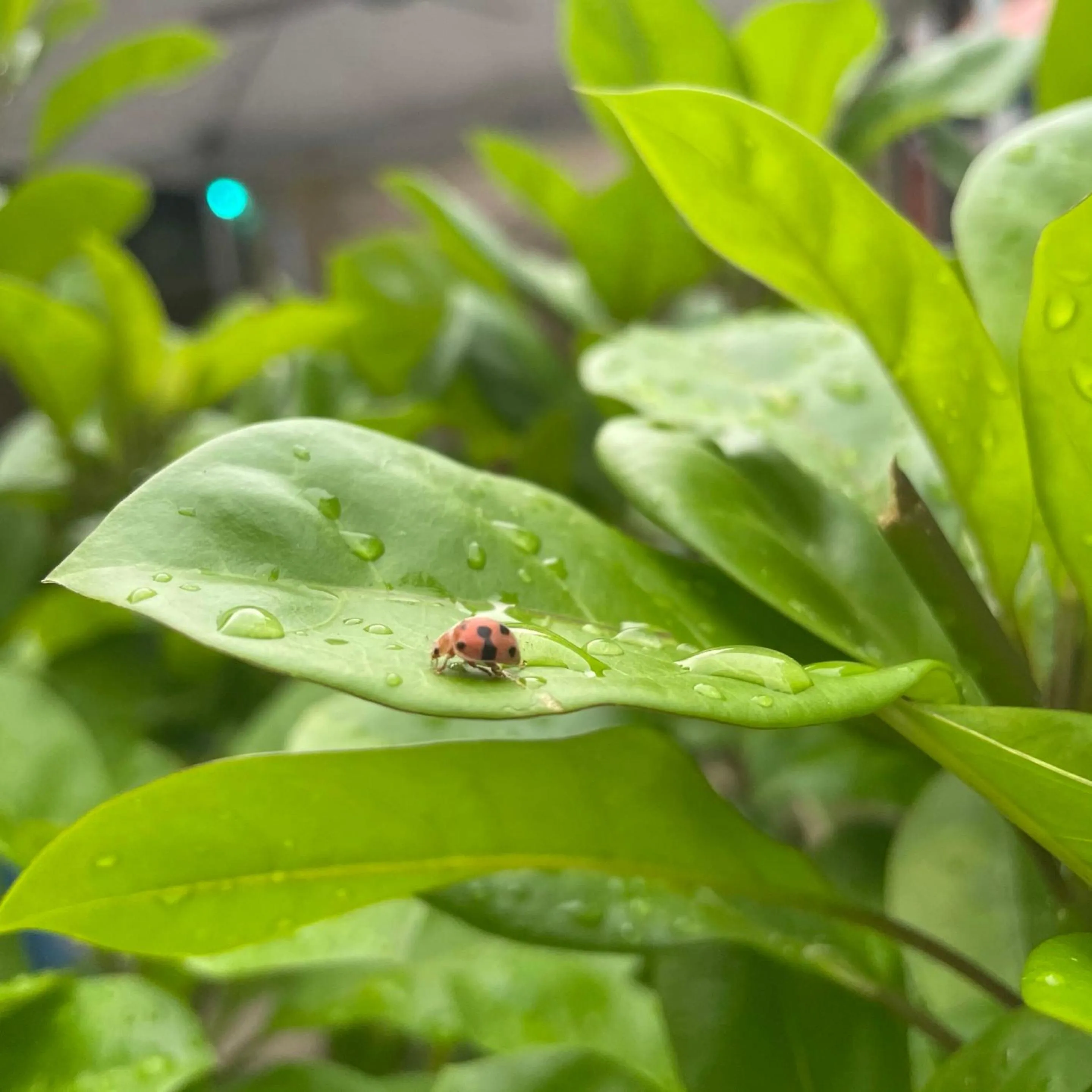 Garden in Victory Seaside Home