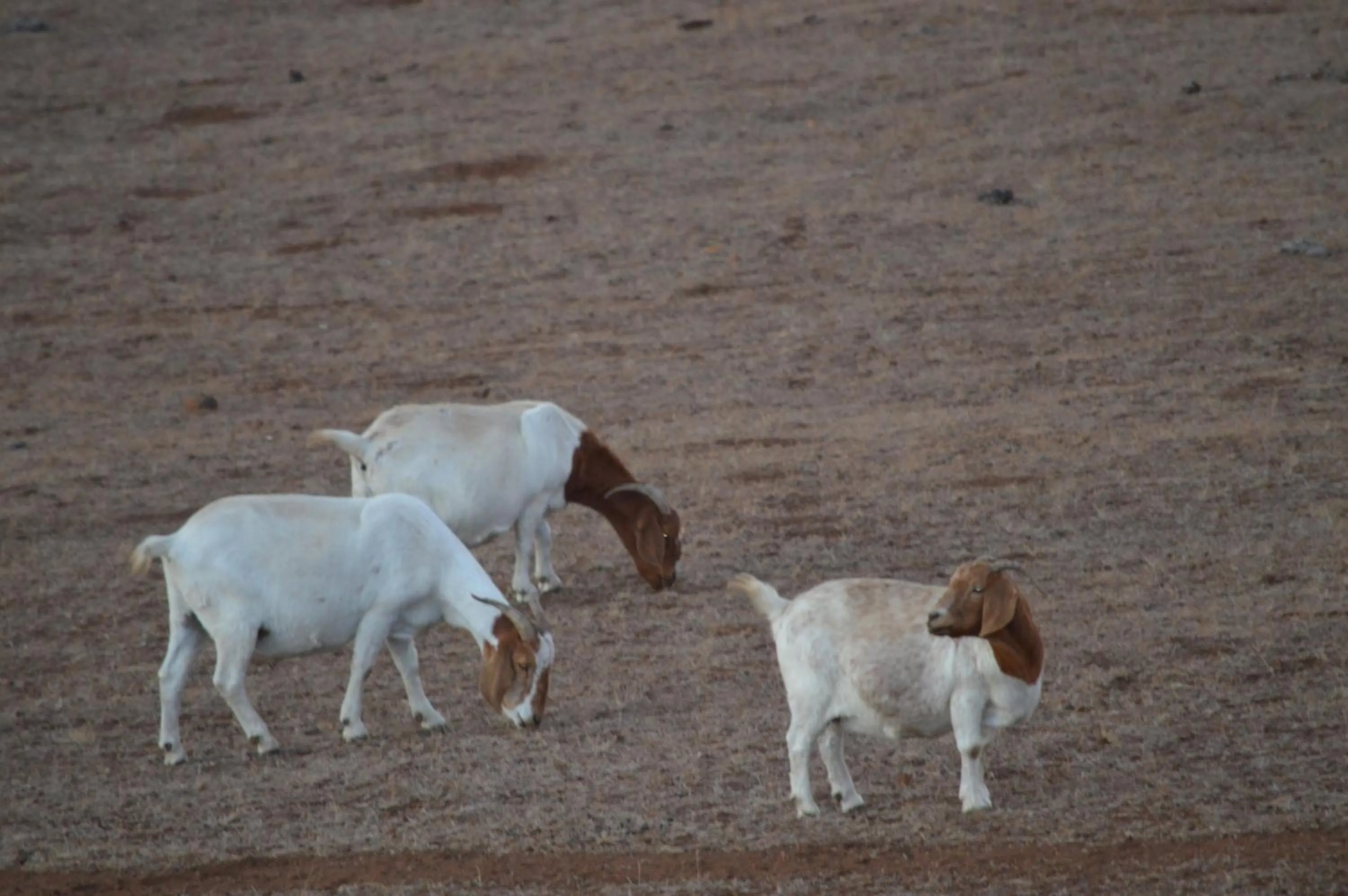Pets in Jarrah Glen Cabins