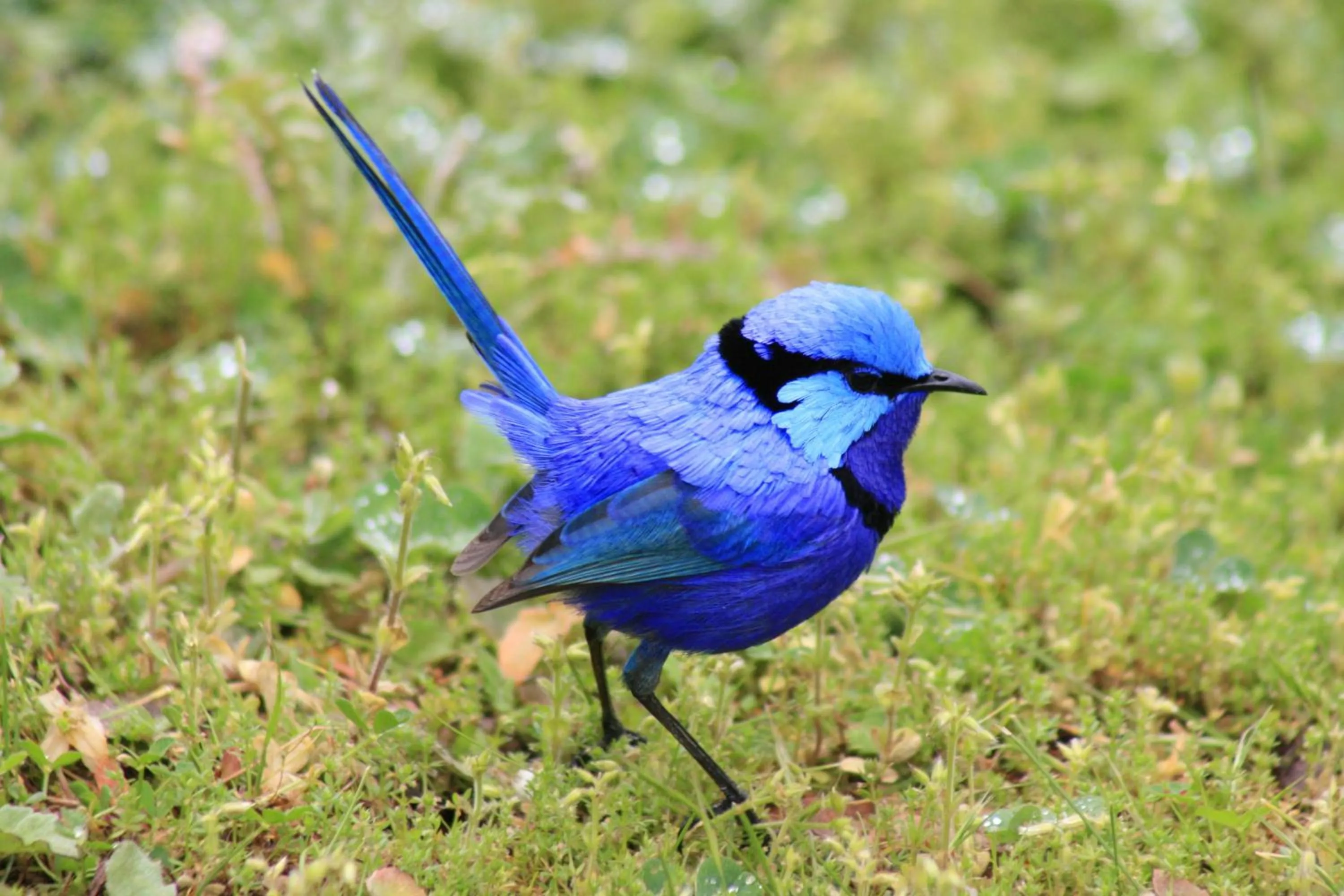 Pets in Jarrah Glen Cabins