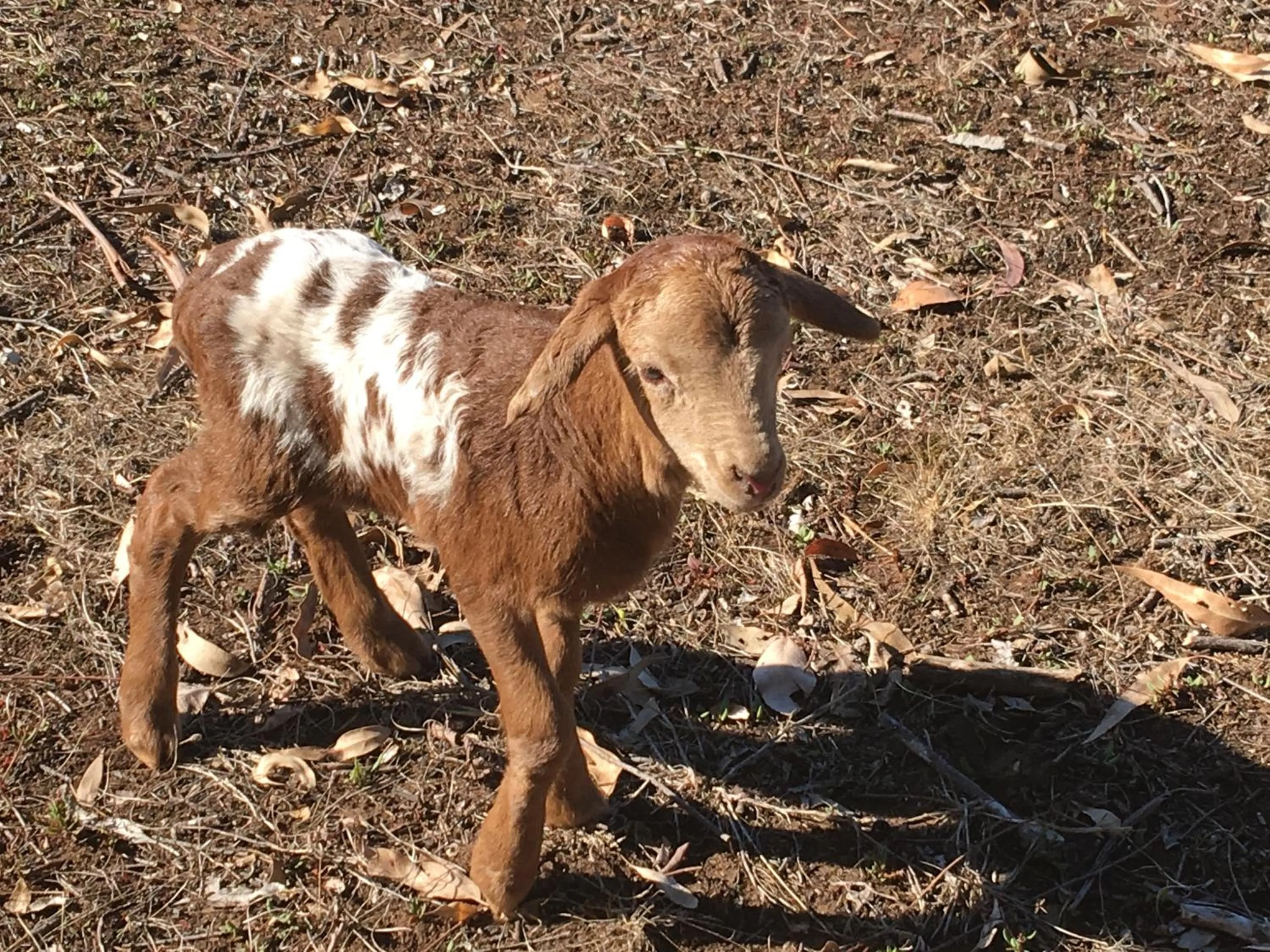 Pets in Jarrah Glen Cabins