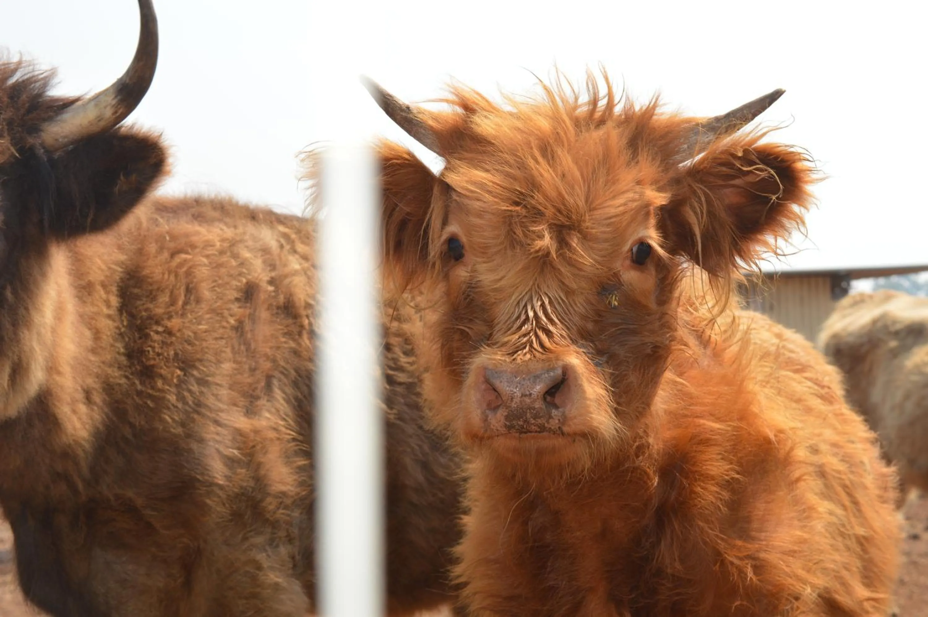 Pets in Jarrah Glen Cabins