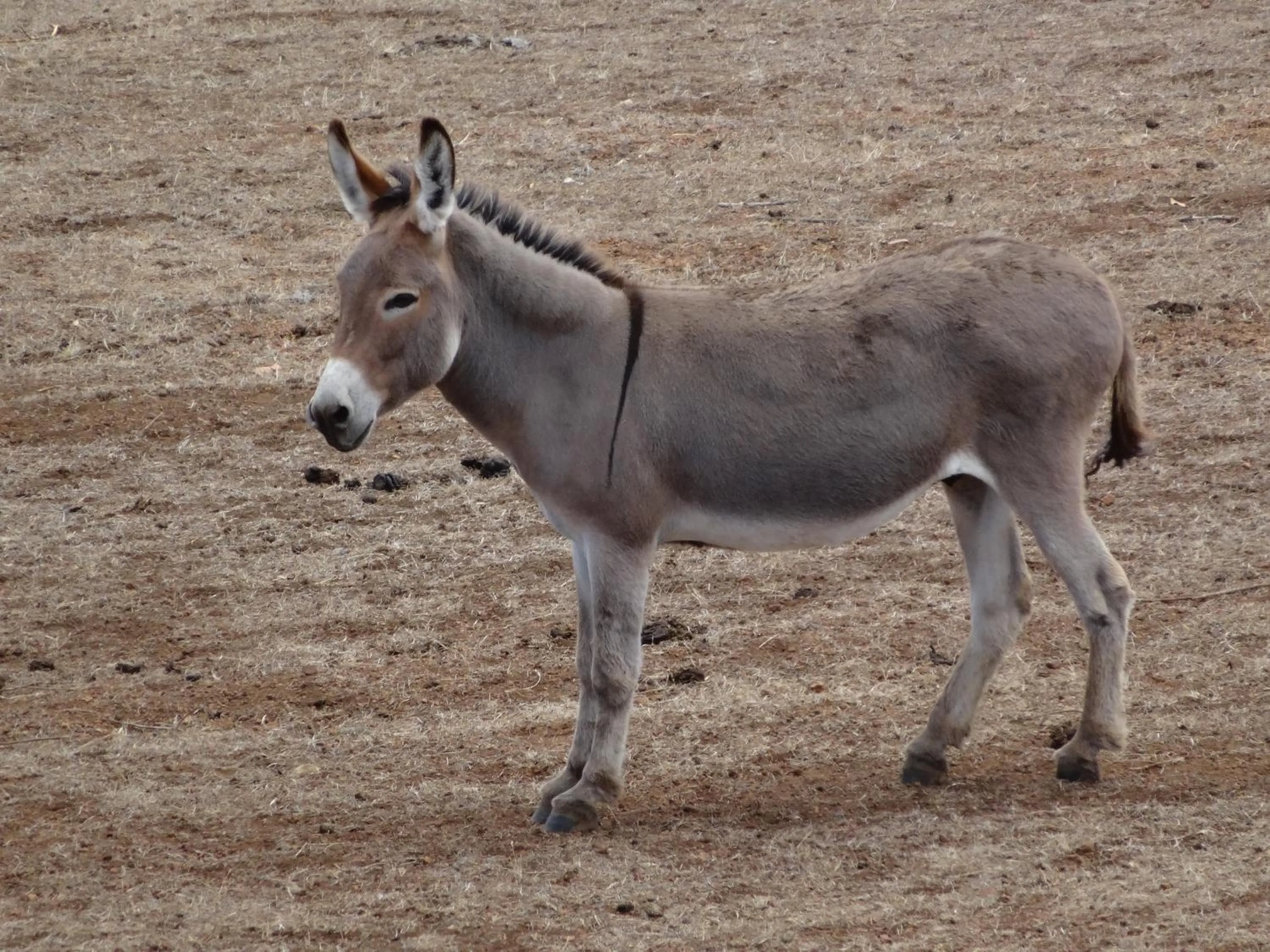 Pets in Jarrah Glen Cabins