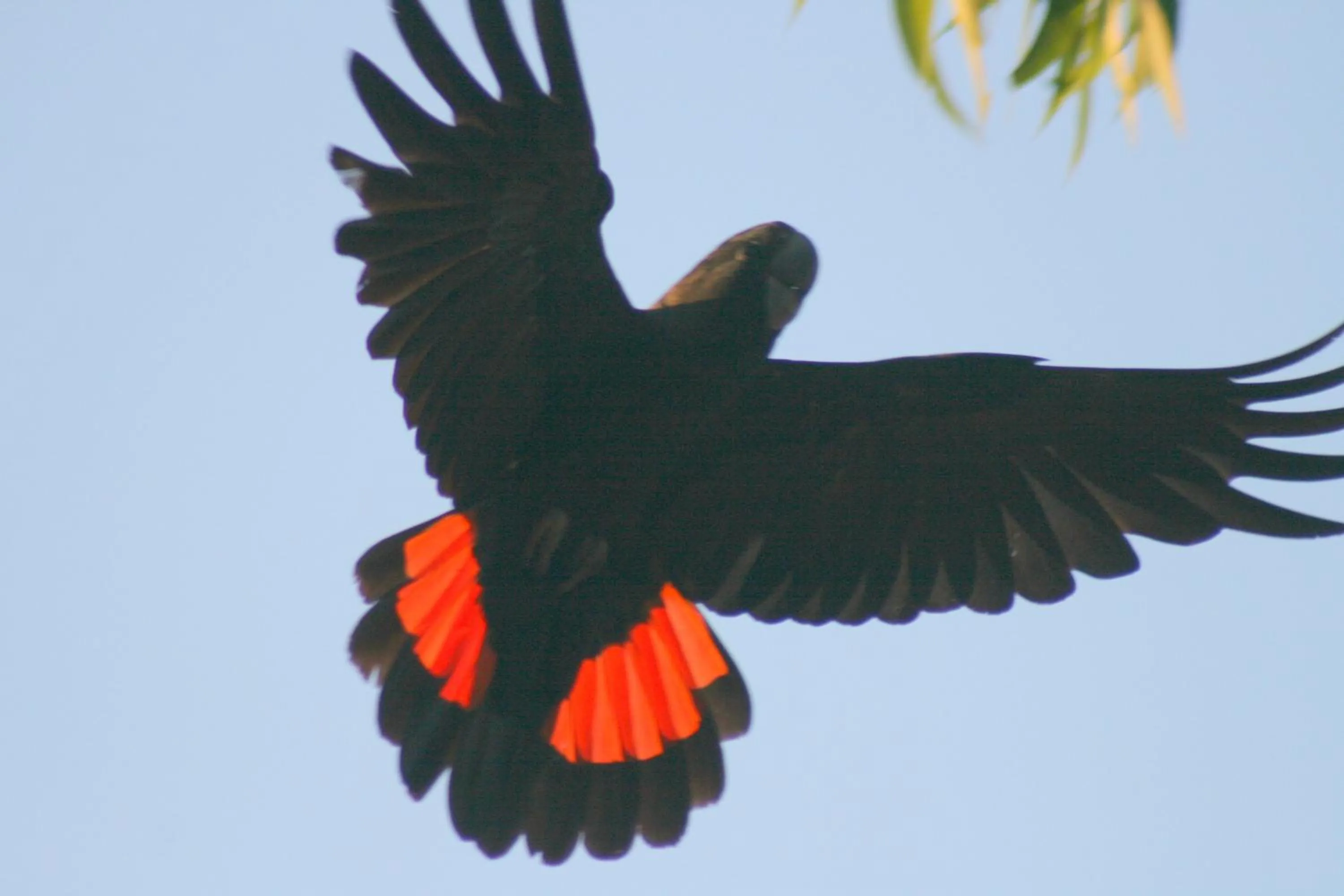 Animals in Jarrah Glen Cabins