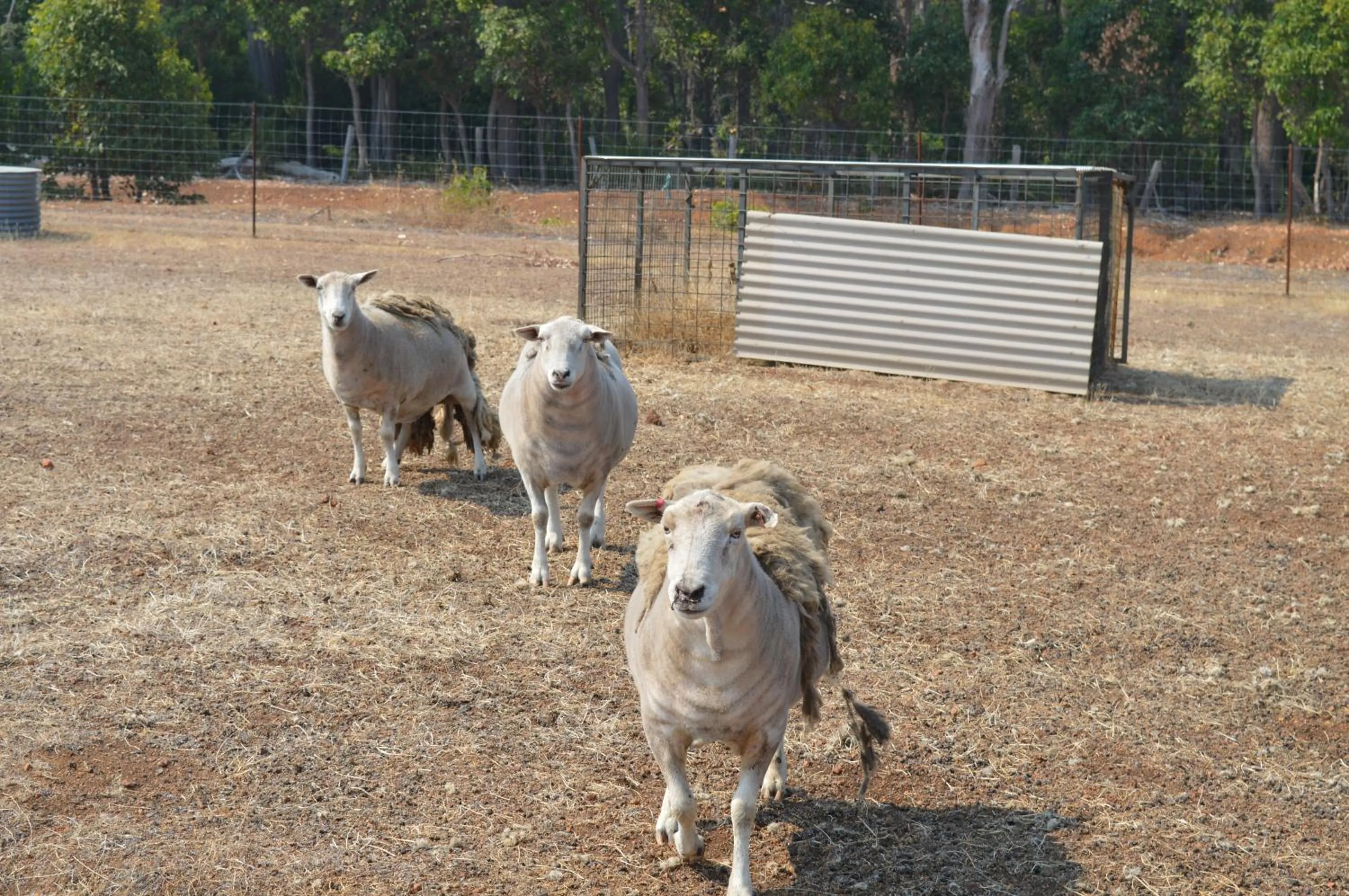 Pets in Jarrah Glen Cabins
