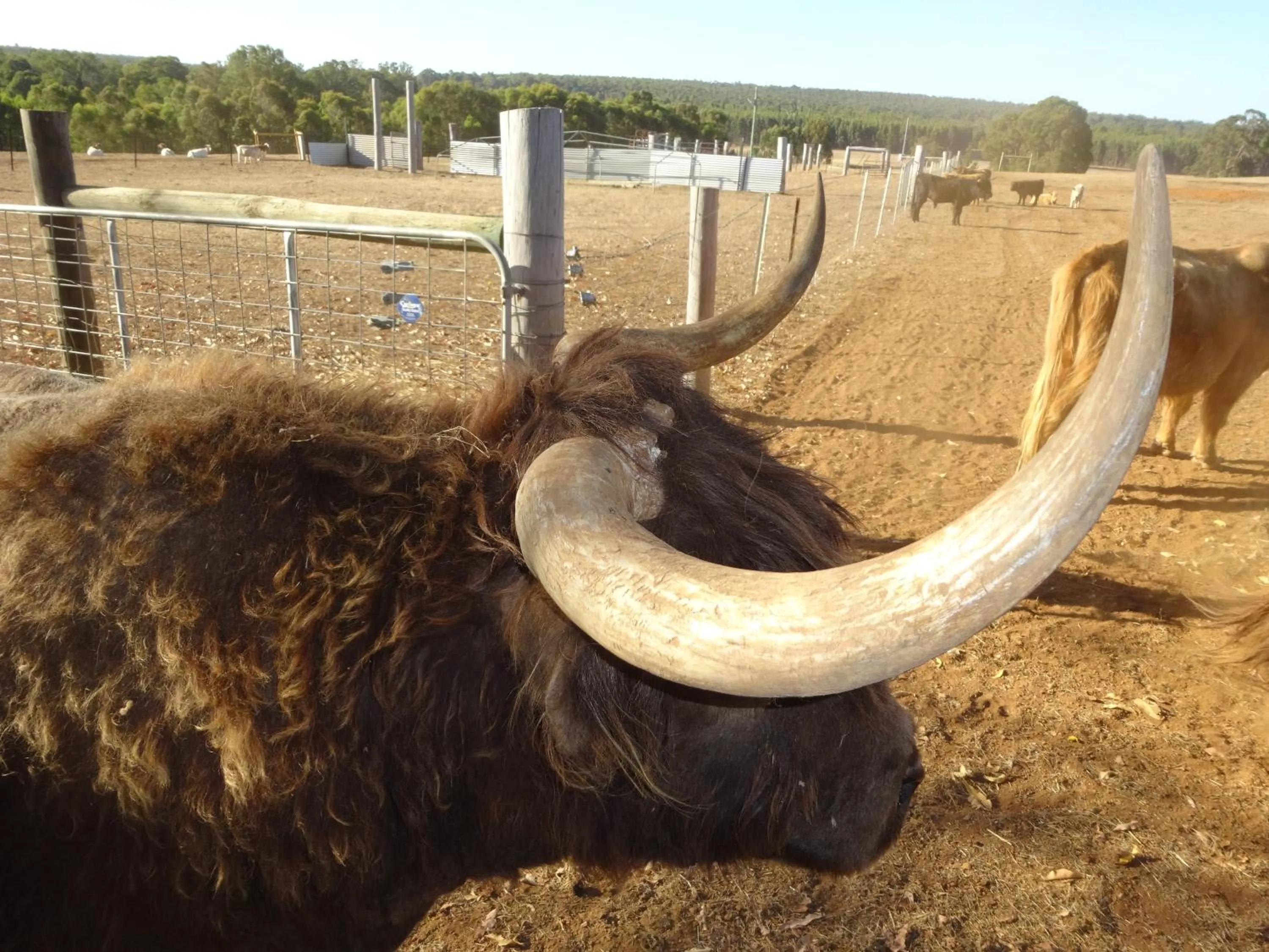 Pets in Jarrah Glen Cabins