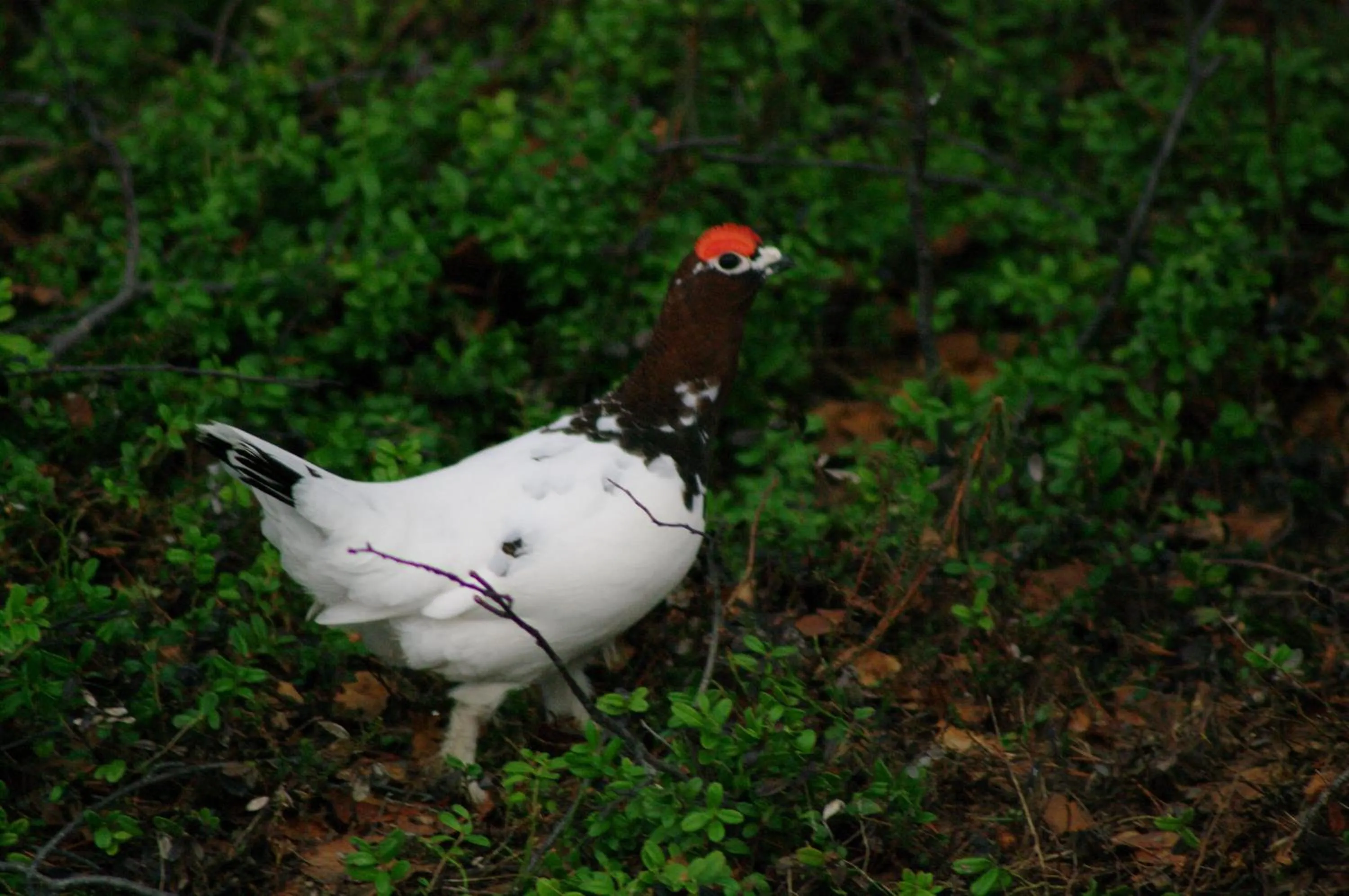 Animals in BIRK bed & birds