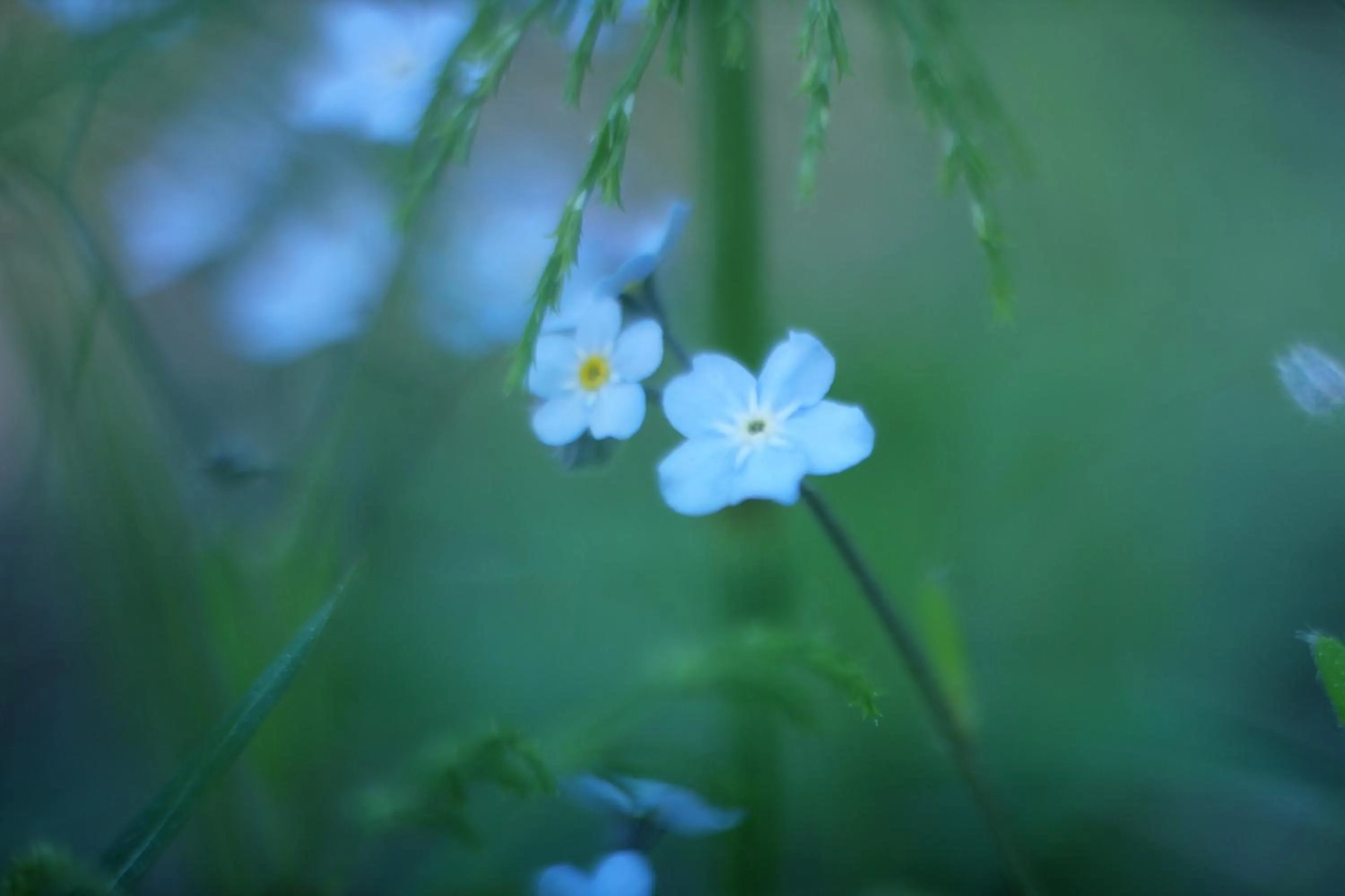 Garden in BIRK bed & birds