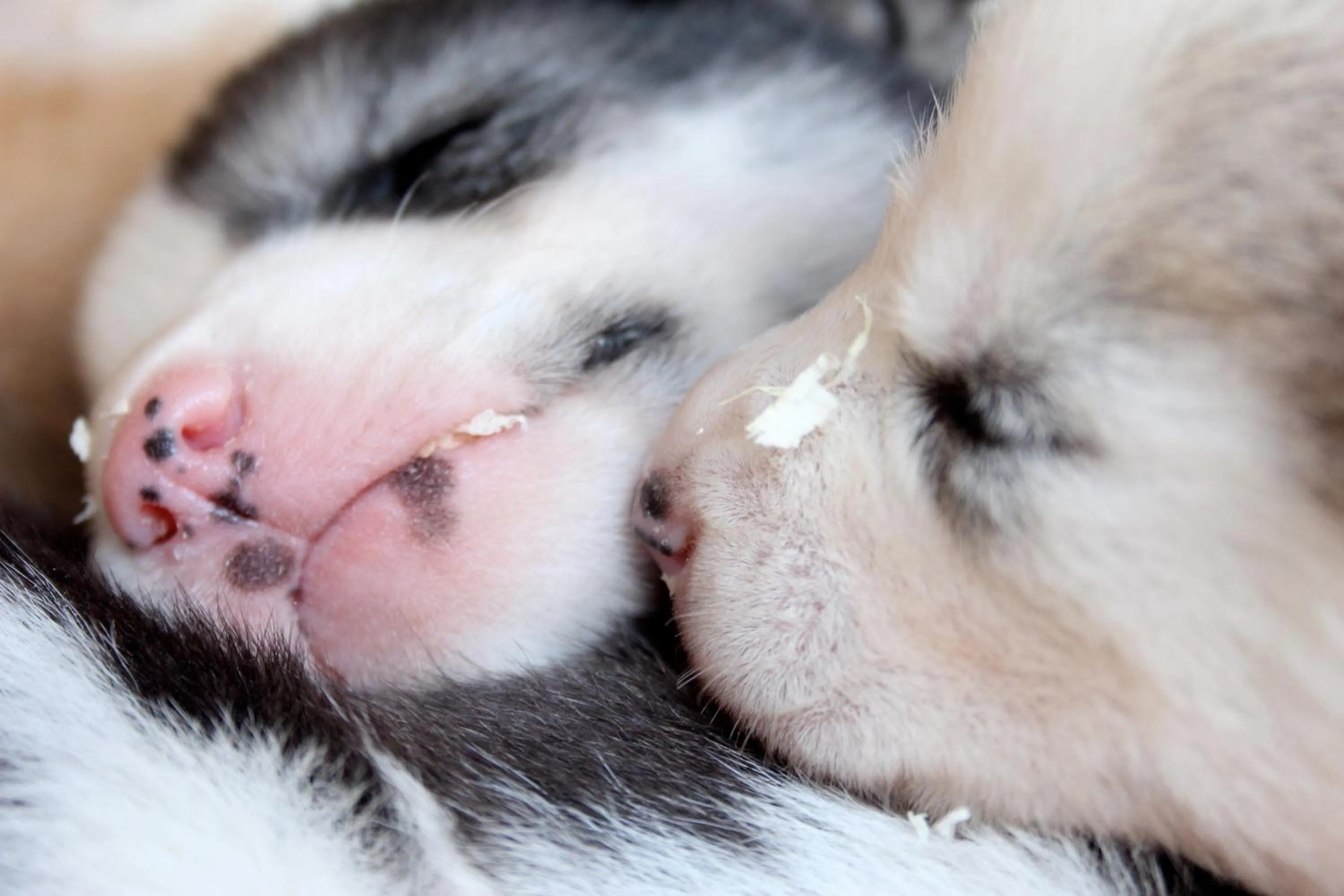 Other in BIRK bed & birds