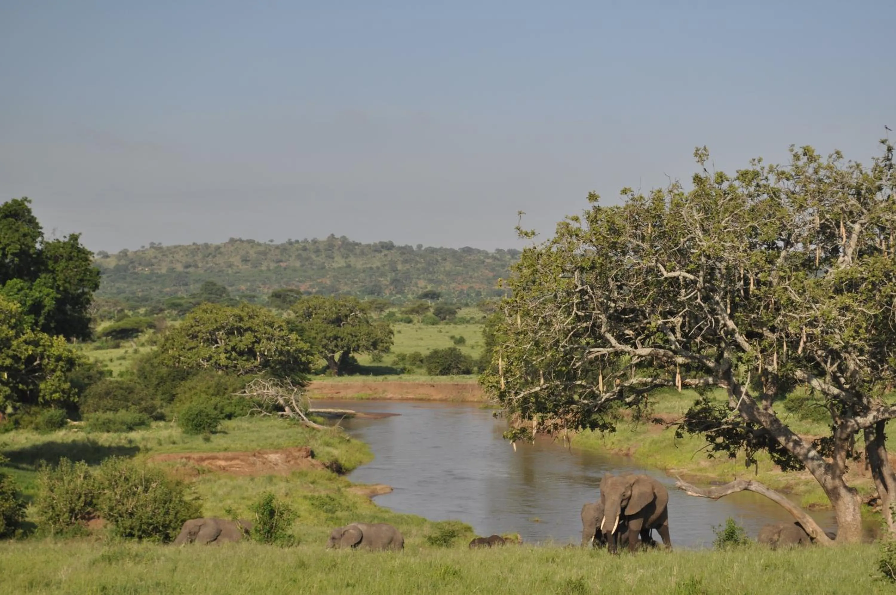 Animals in Elephant Rock Luxury Camp Tarangire