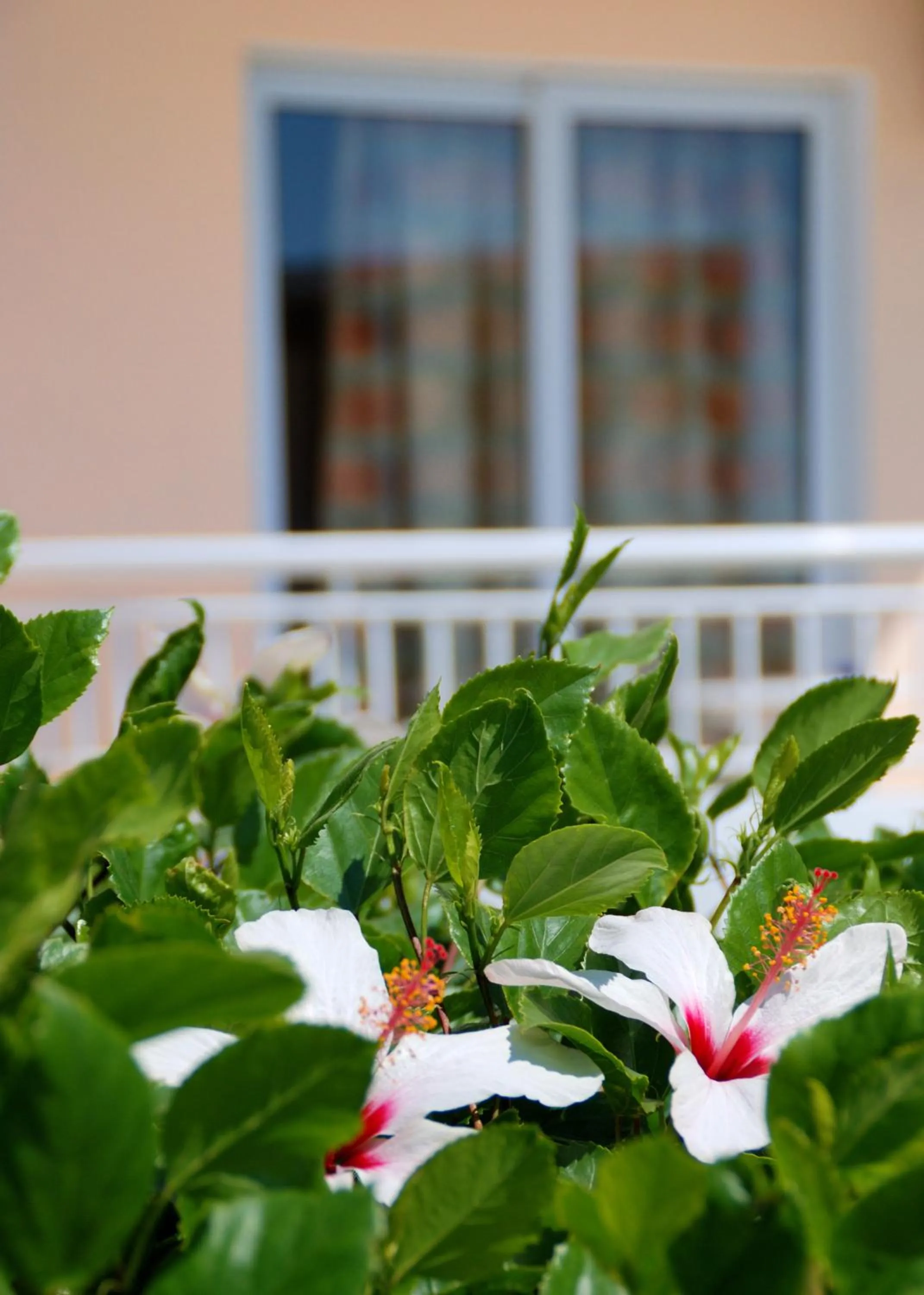 Balcony/Terrace in Diagoras Hotel All Inclusive