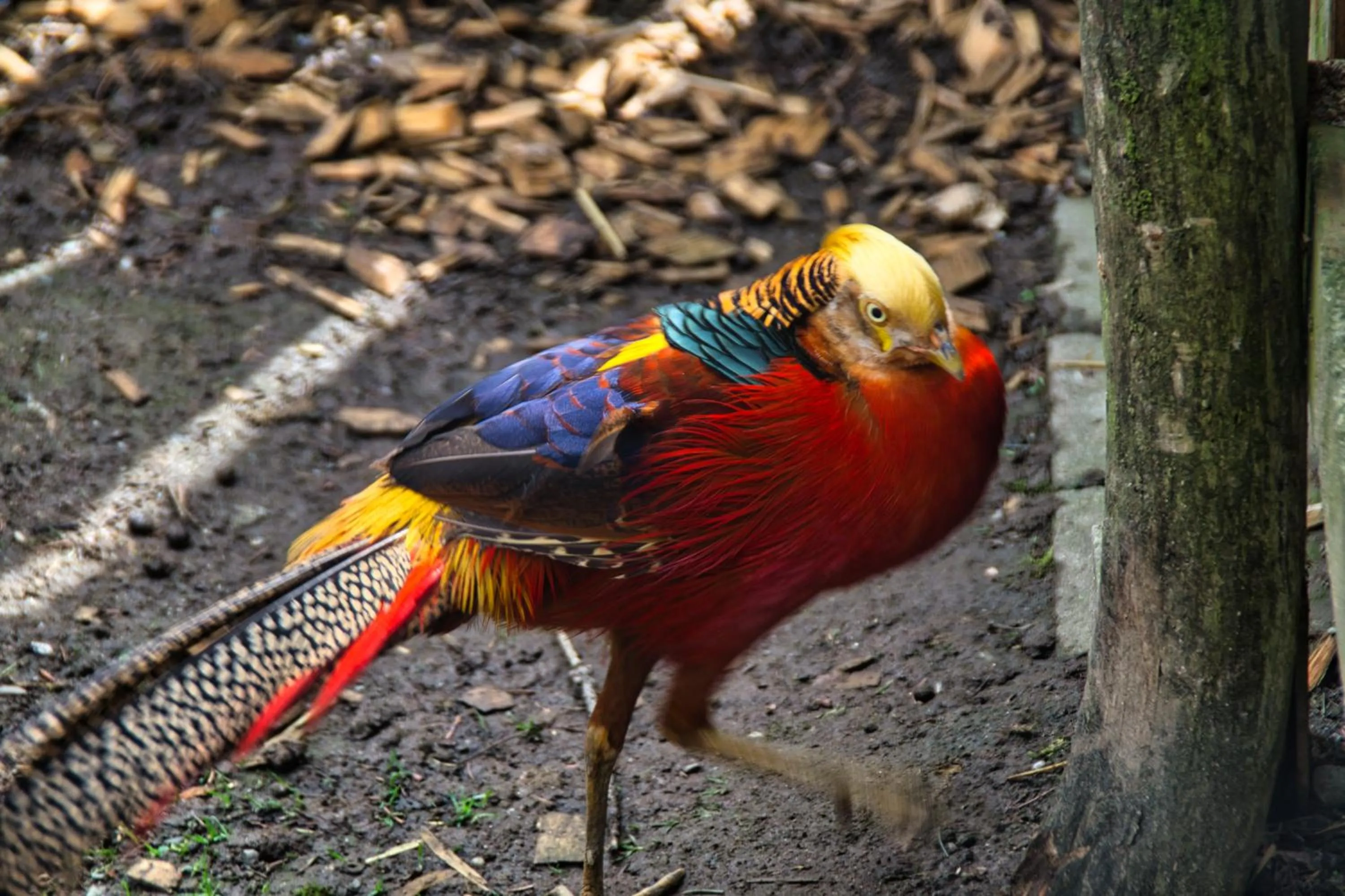 Garden in Berggasthof Butterberg