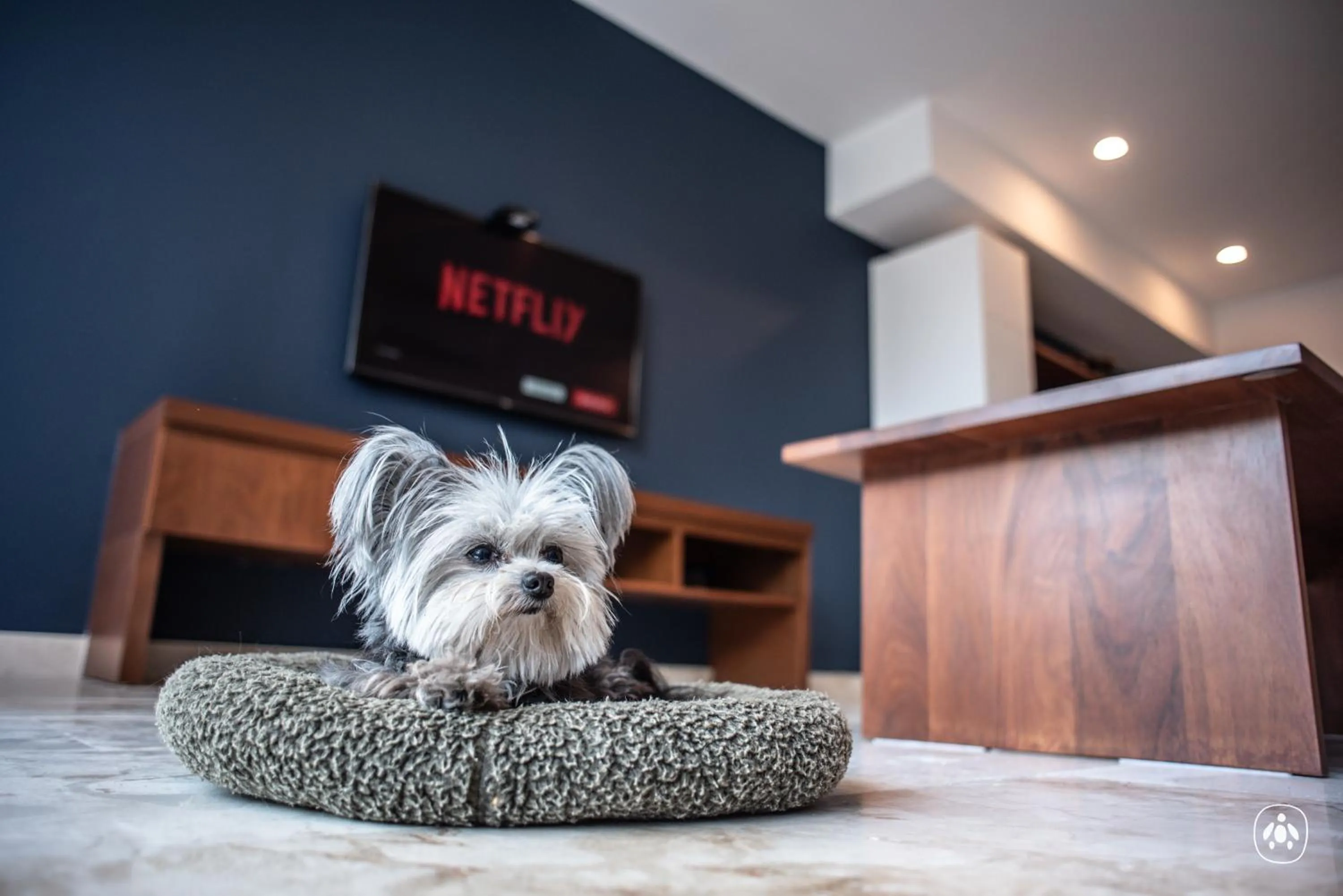 Pets in Anah La Quinta