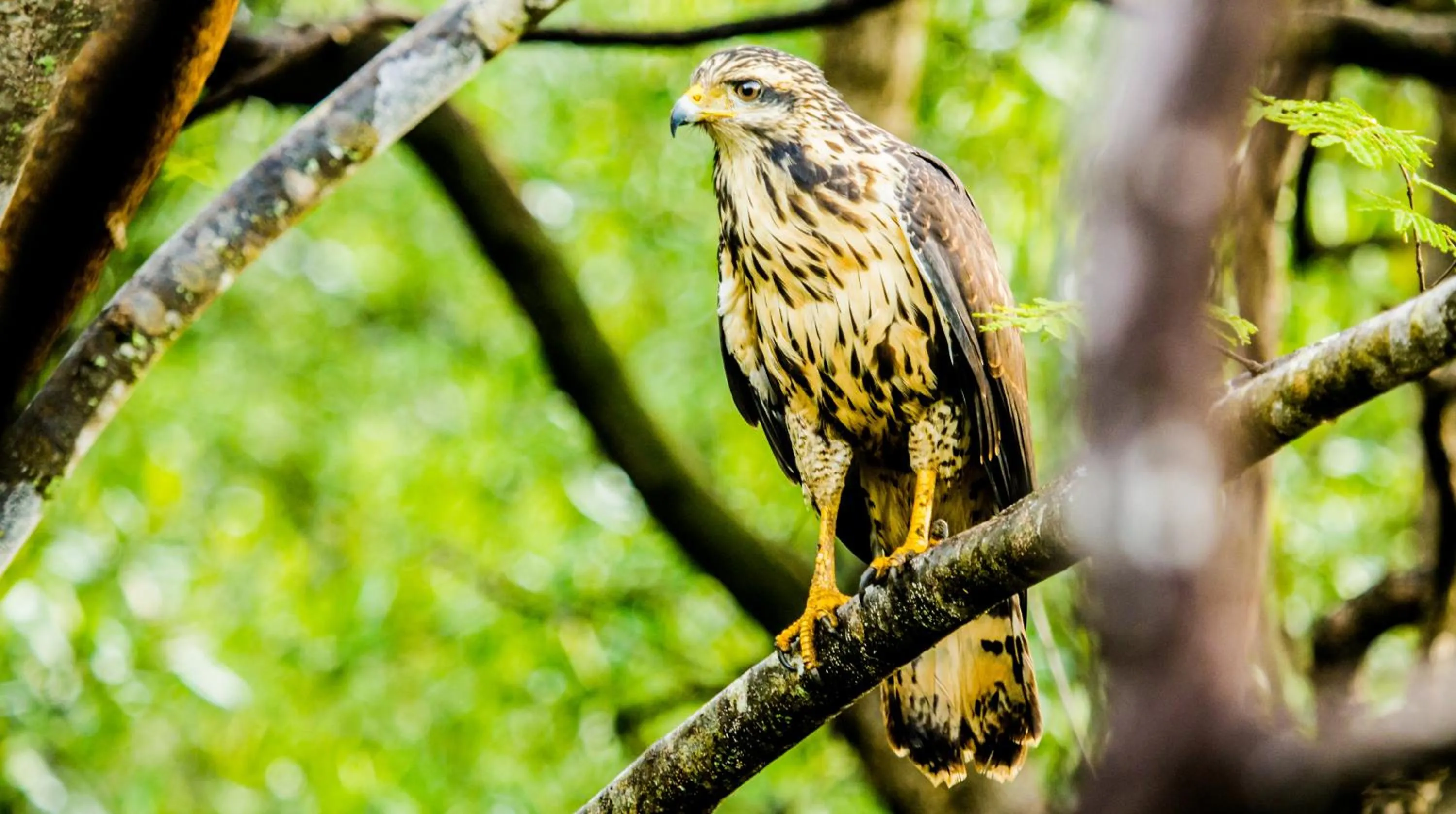 Animals in Cabinas Las Olas