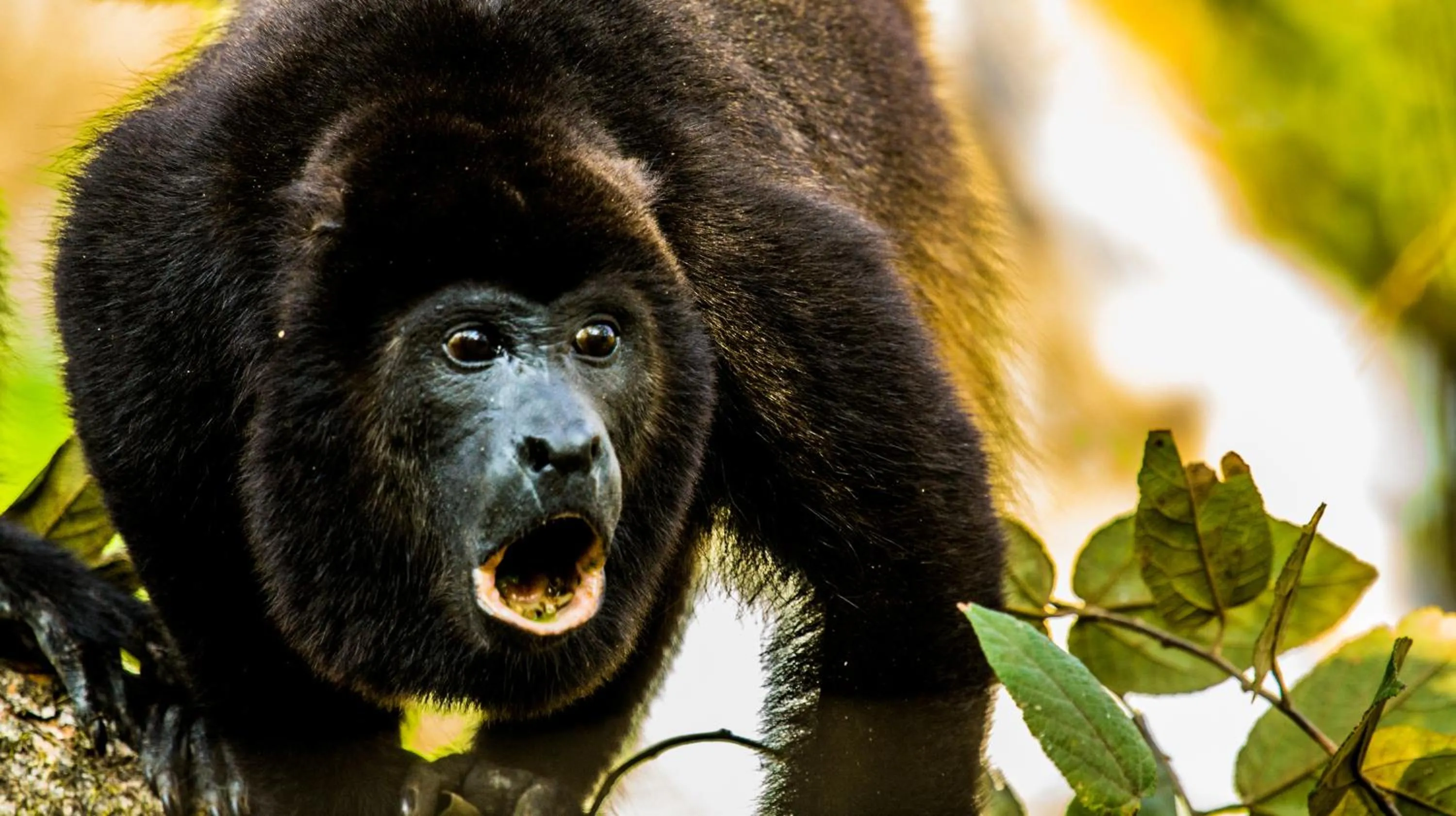 View (from property/room) in Cabinas Las Olas