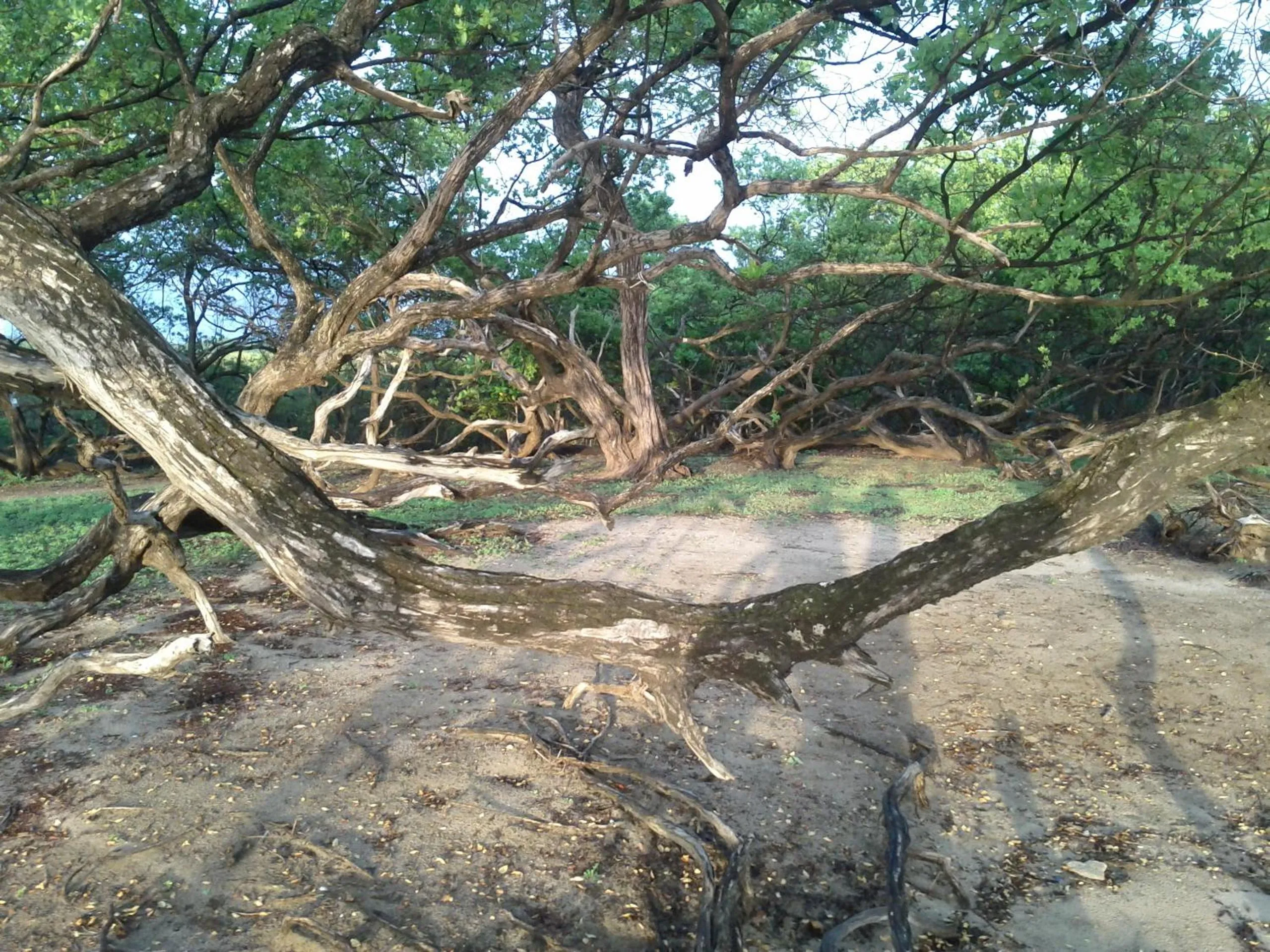 Natural landscape in Cabinas Las Olas