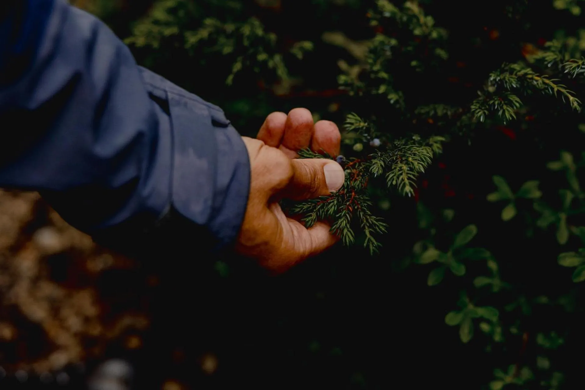Gjaid-Alm 1739m am Dachstein-Only Accessible by Cable Car