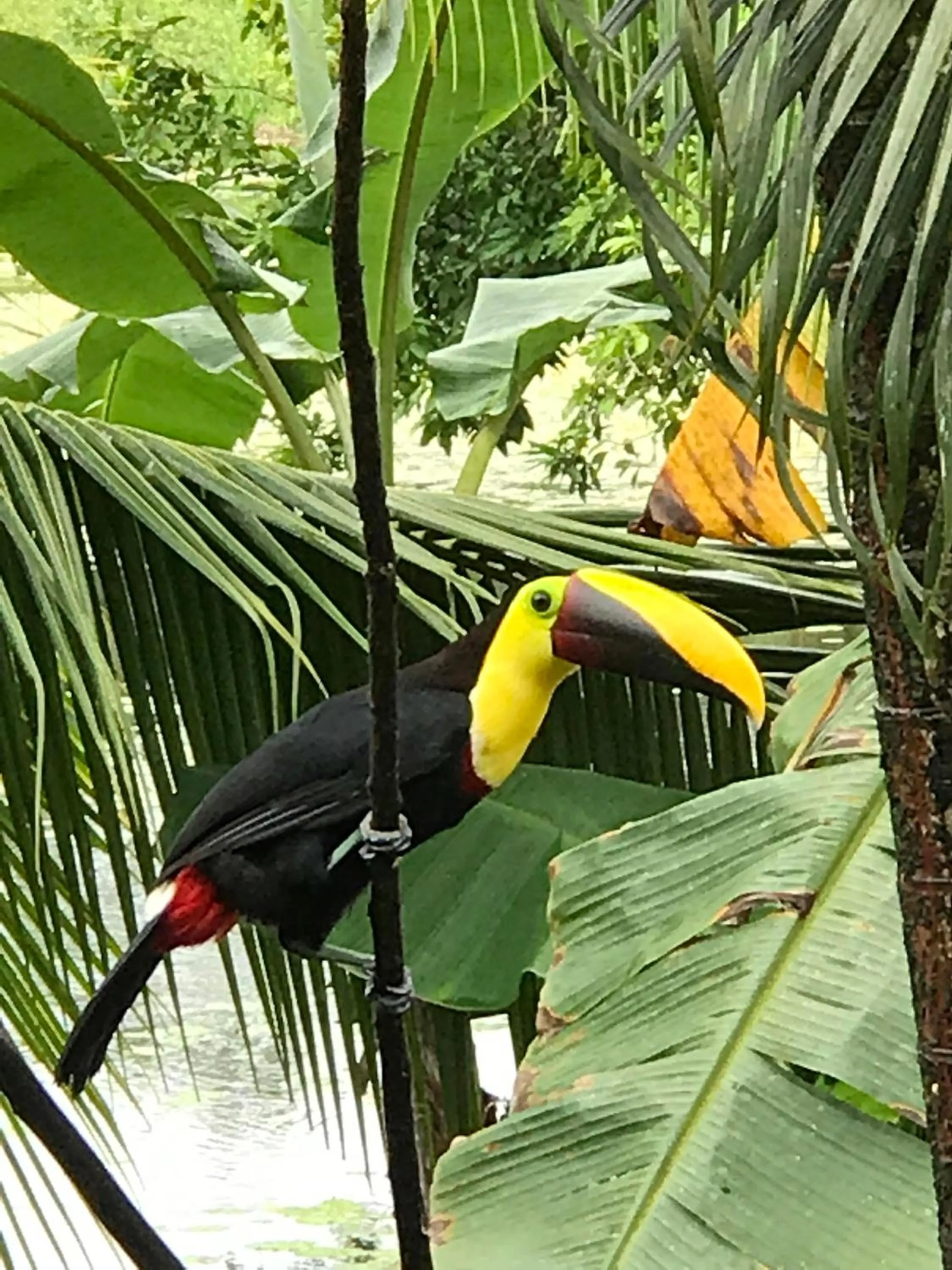 Animals in Hotel El Encanto