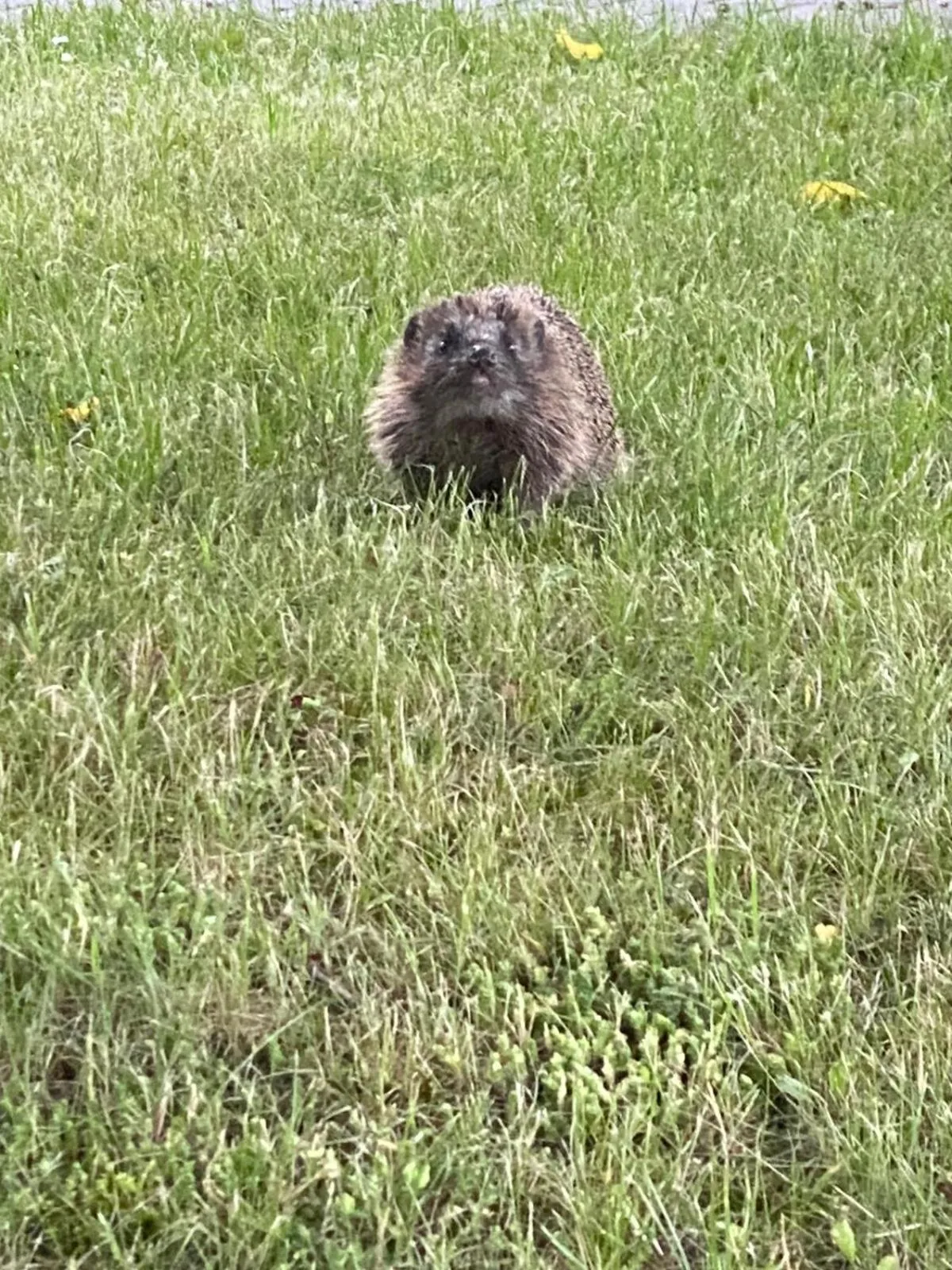 Property building in Hotel am Müritz-Nationalpark