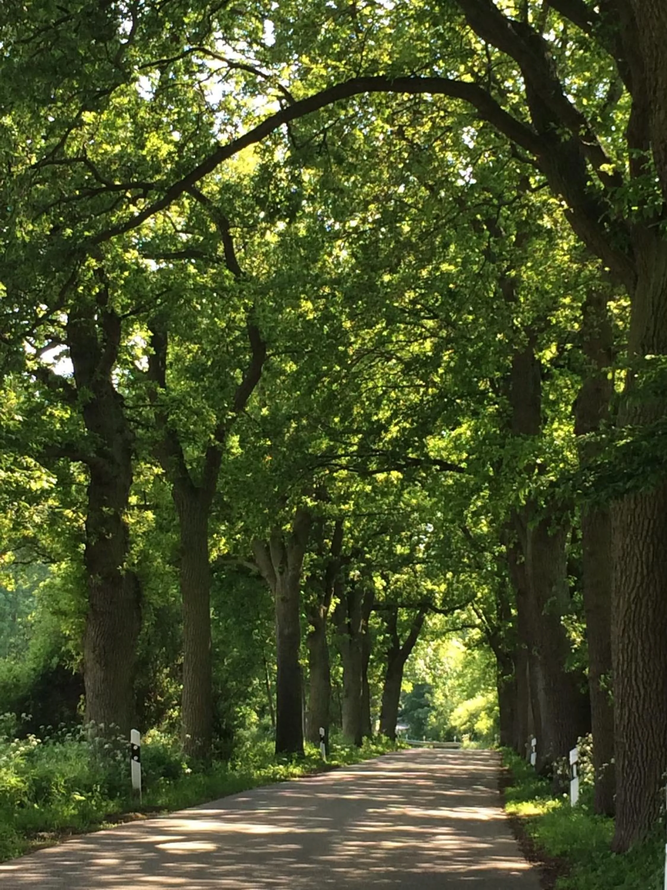 Cycling in Hotel am Müritz-Nationalpark