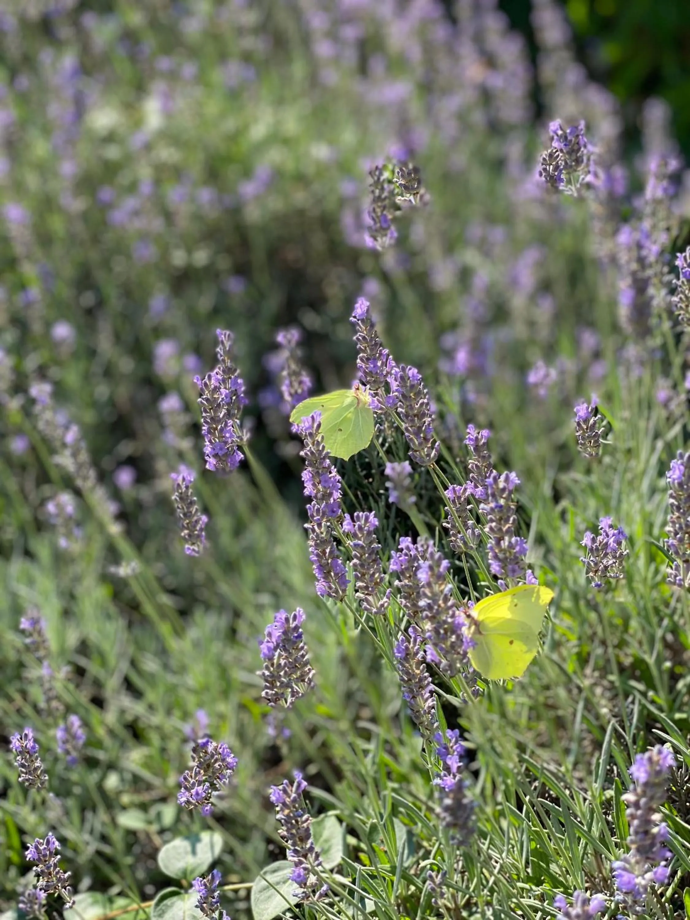Property building in Hotel am Müritz-Nationalpark
