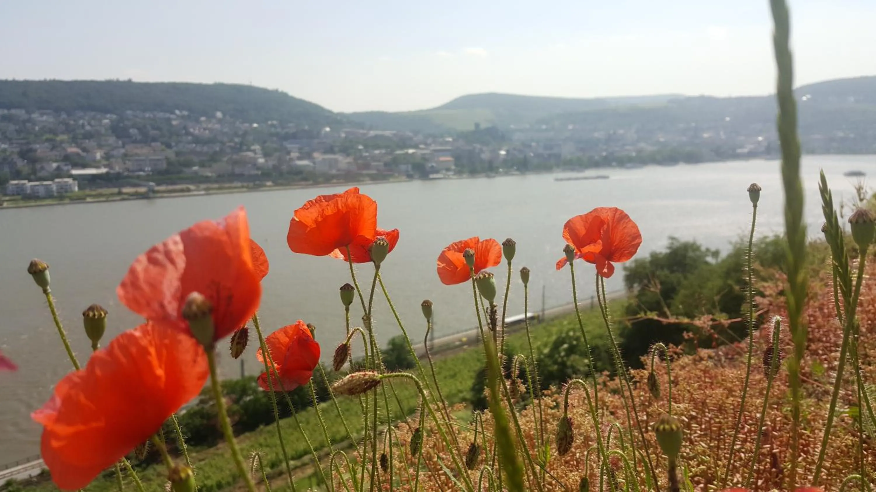 Hiking in RUTHMANN-Rheinblick GARNI