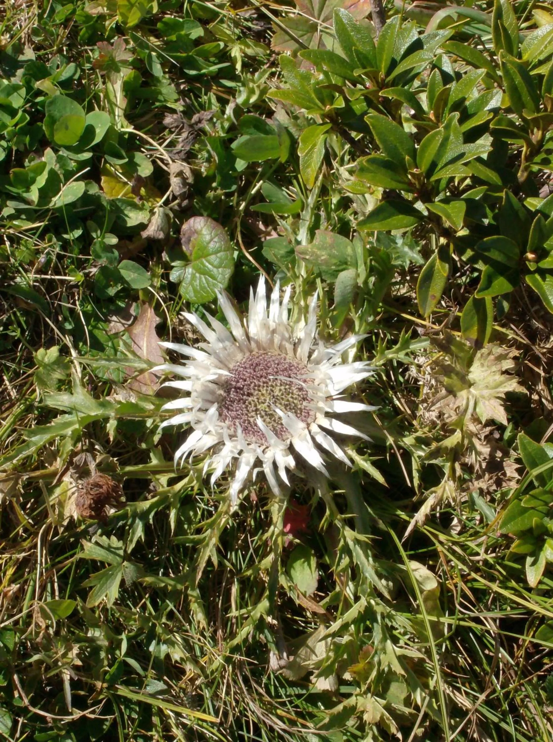 Summer in Hotel Bel-Air Eden