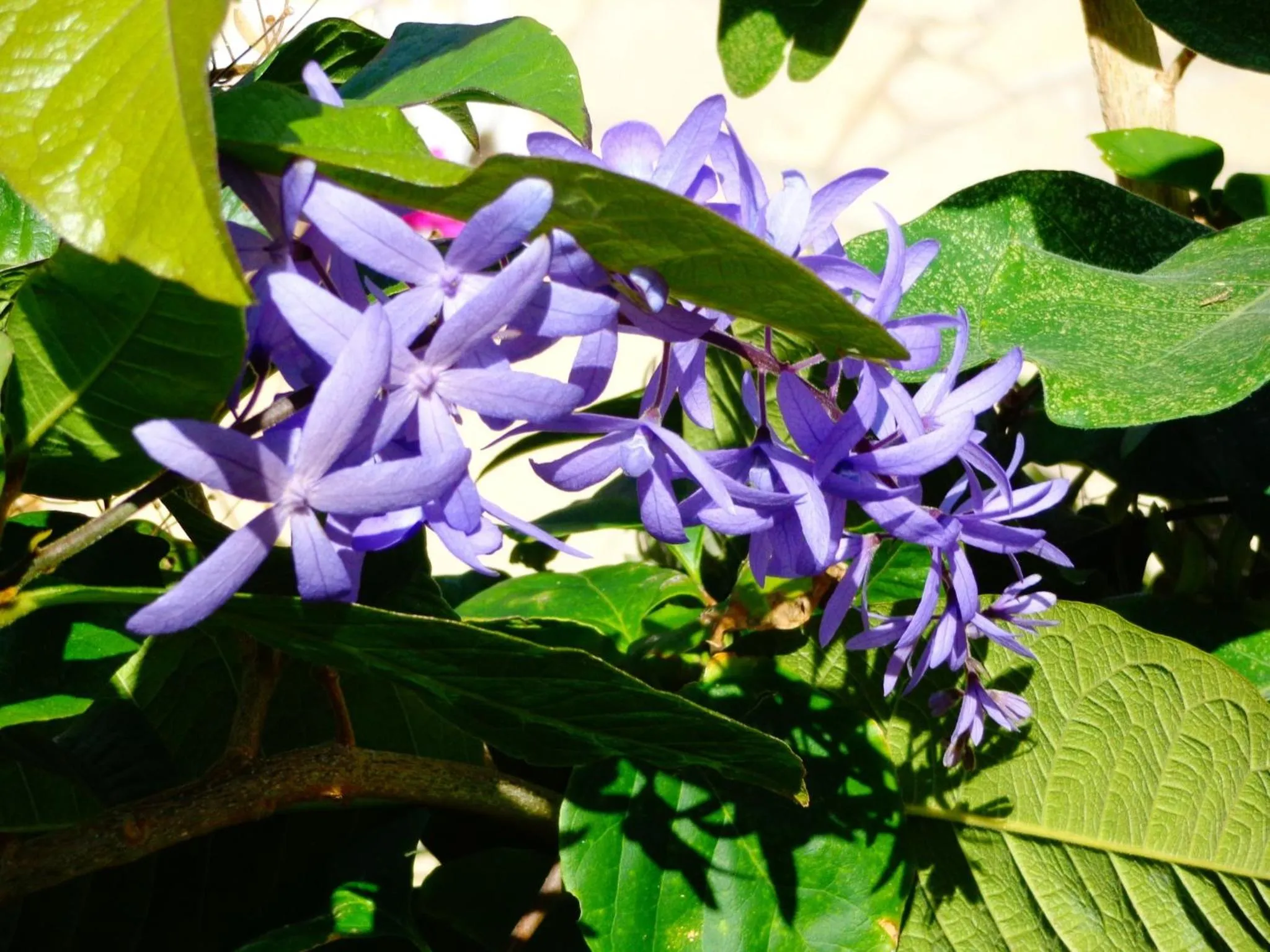 Natural landscape in Kaskazi Beach Resort