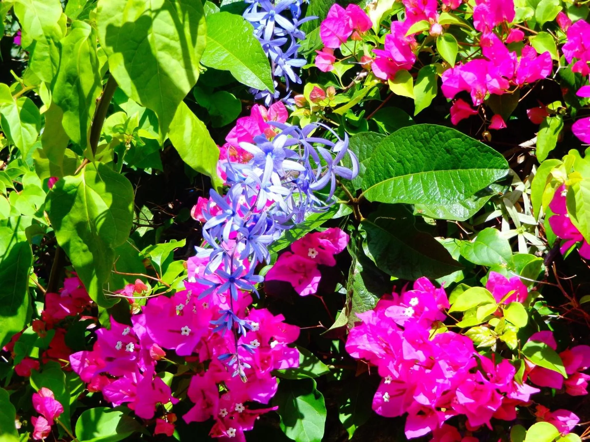 Garden in Kaskazi Beach Resort